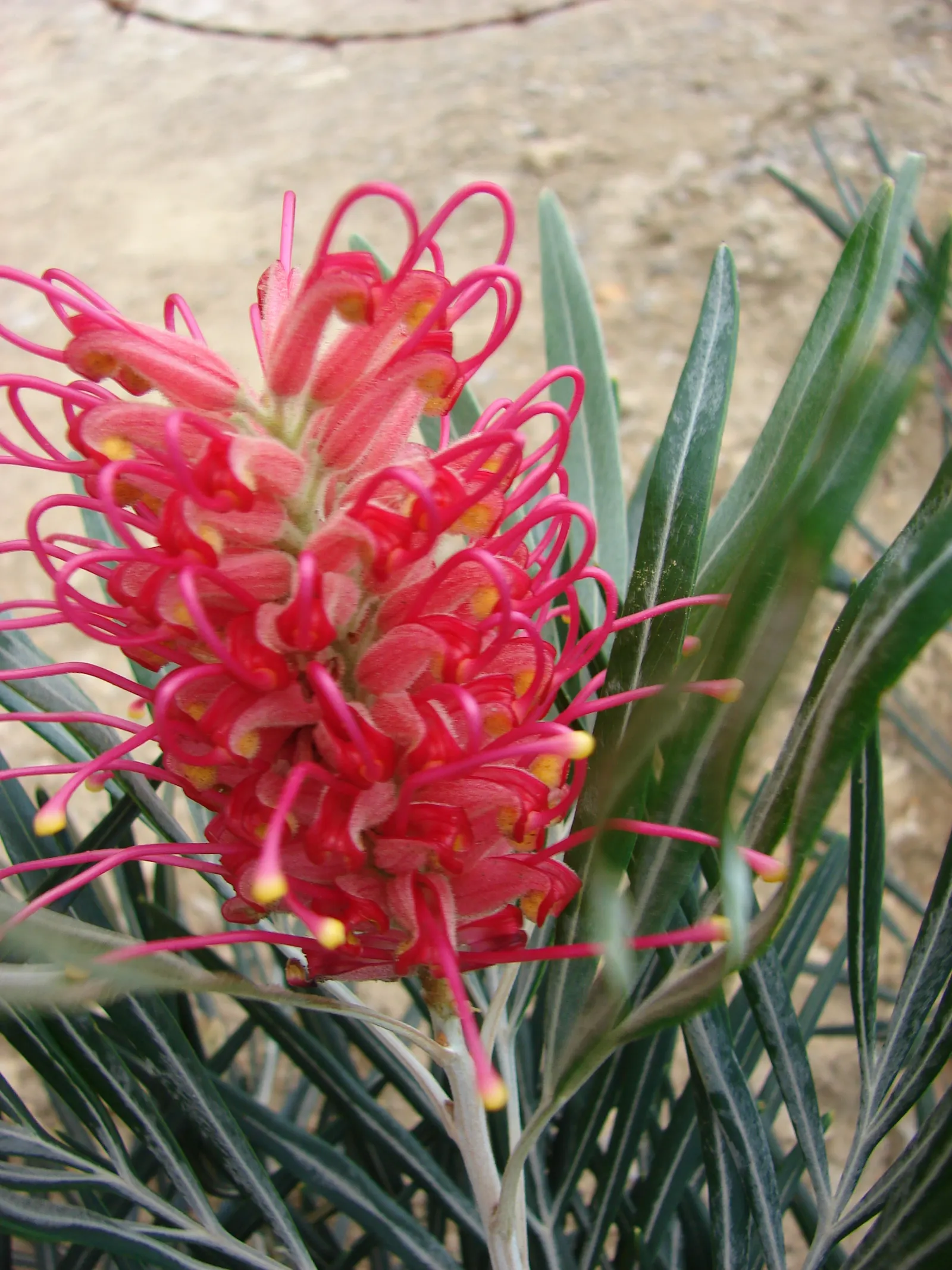 Red Silky Oak (Grevillea Banksii) — Pruning after flowering can help maintain its shape and promote denser growth