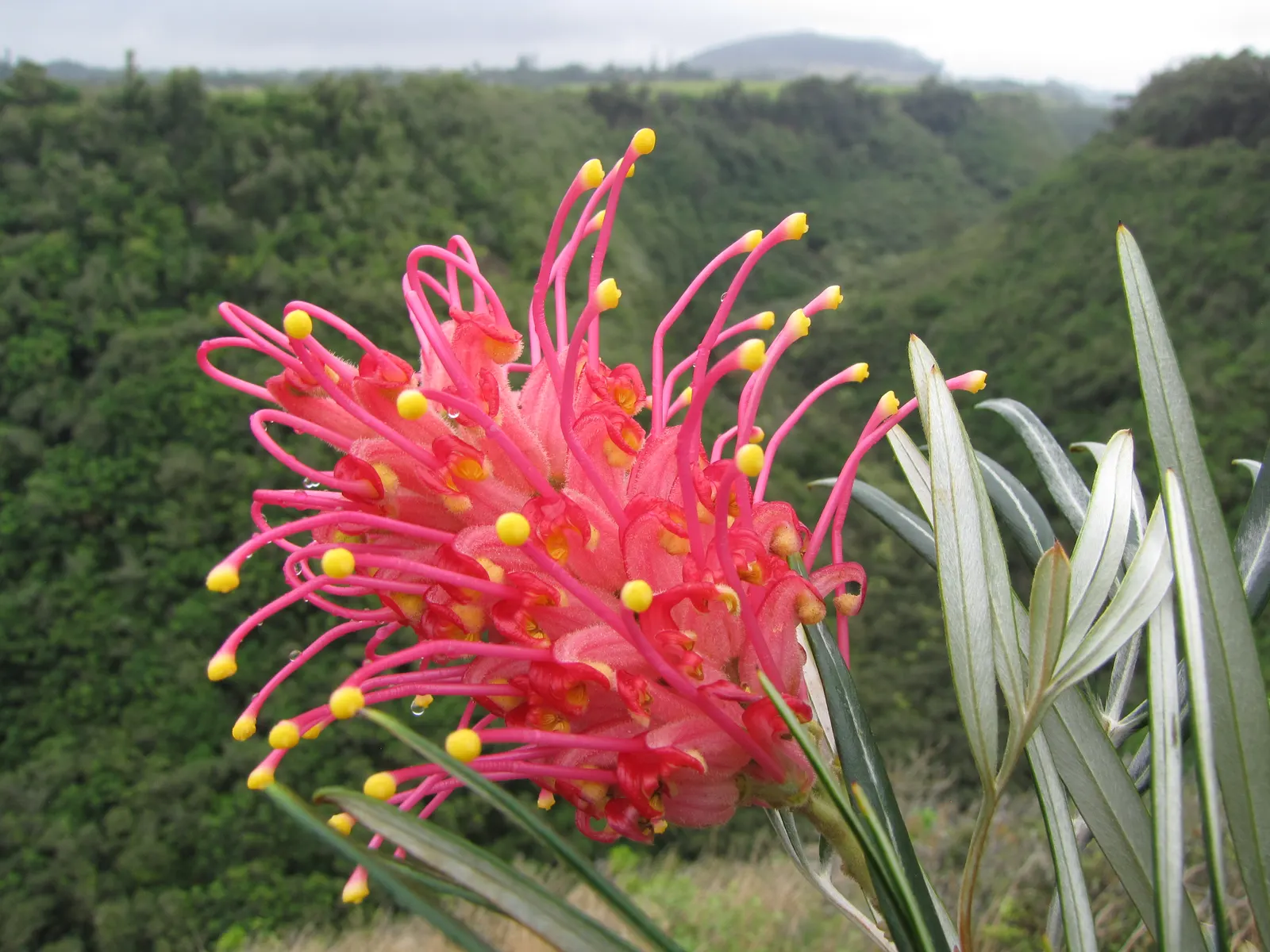 Red Silky Oak (Grevillea Banksii) — Regular pruning encourages denser growth; ensure it is positioned in full sun to partial shade with well-draining soil