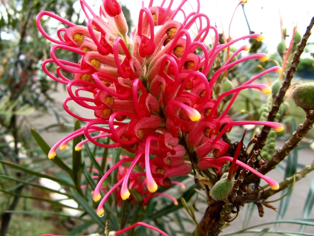 Red Silky Oak (Grevillea Banksii) — shrub with red blooms; pruning after flowering can help maintain its shape and promote denser growth