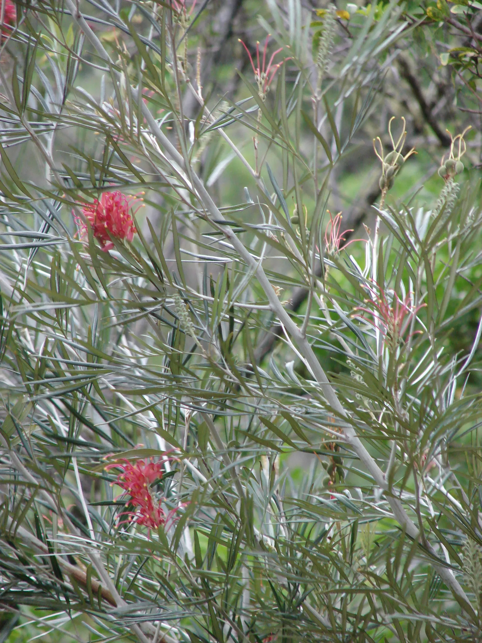 Red Silky Oak (Grevillea Banksii) — a vibrant evergreen shrub; typically reaching an ultimate height of about 15 feet with a spread of up to 10 feet, image 56