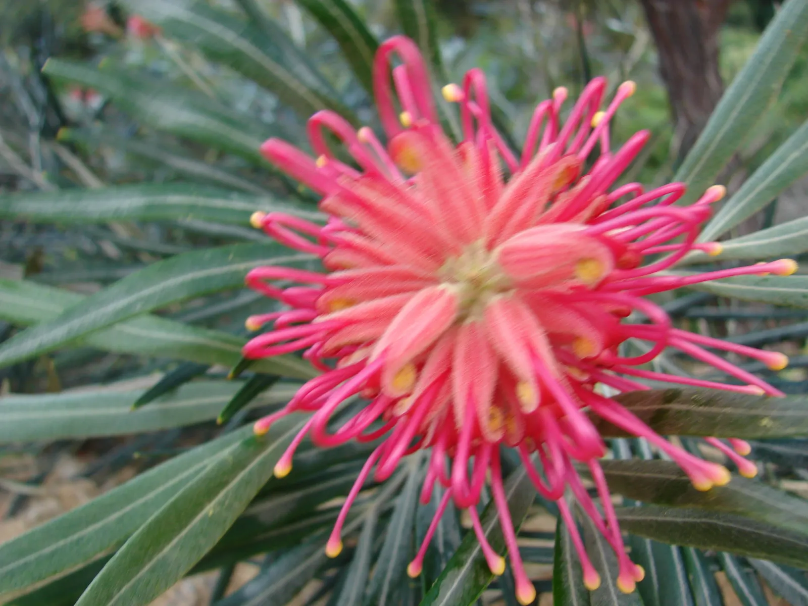 Red Silky Oak (Grevillea Banksii) — typically reaching an ultimate height of about 15 feet with a spread of up to 10 feet; provide regular water, image 65