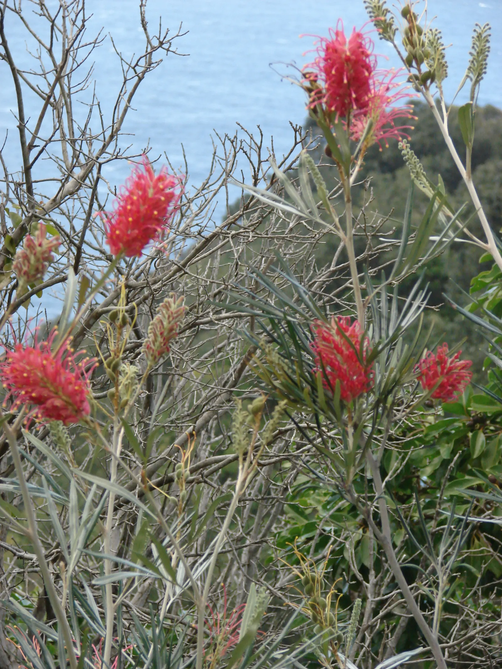 Red Silky Oak (Grevillea Banksii) — ensure it is positioned in full sun to partial shade with well-draining soil; bear in mind that Grevillea banksii has a