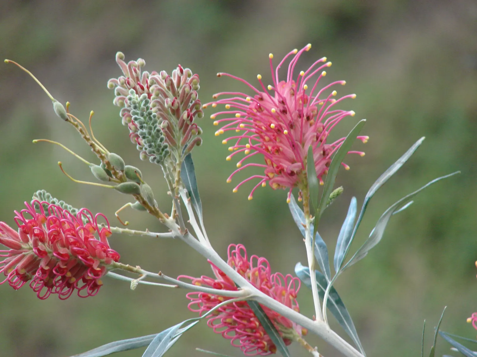 Red Silky Oak (Grevillea Banksii) — shrub for full