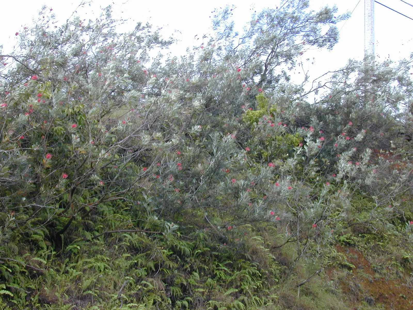 Red Silky Oak (Grevillea Banksii) — with peak bloom in spring; red flowers in the garden, image 58
