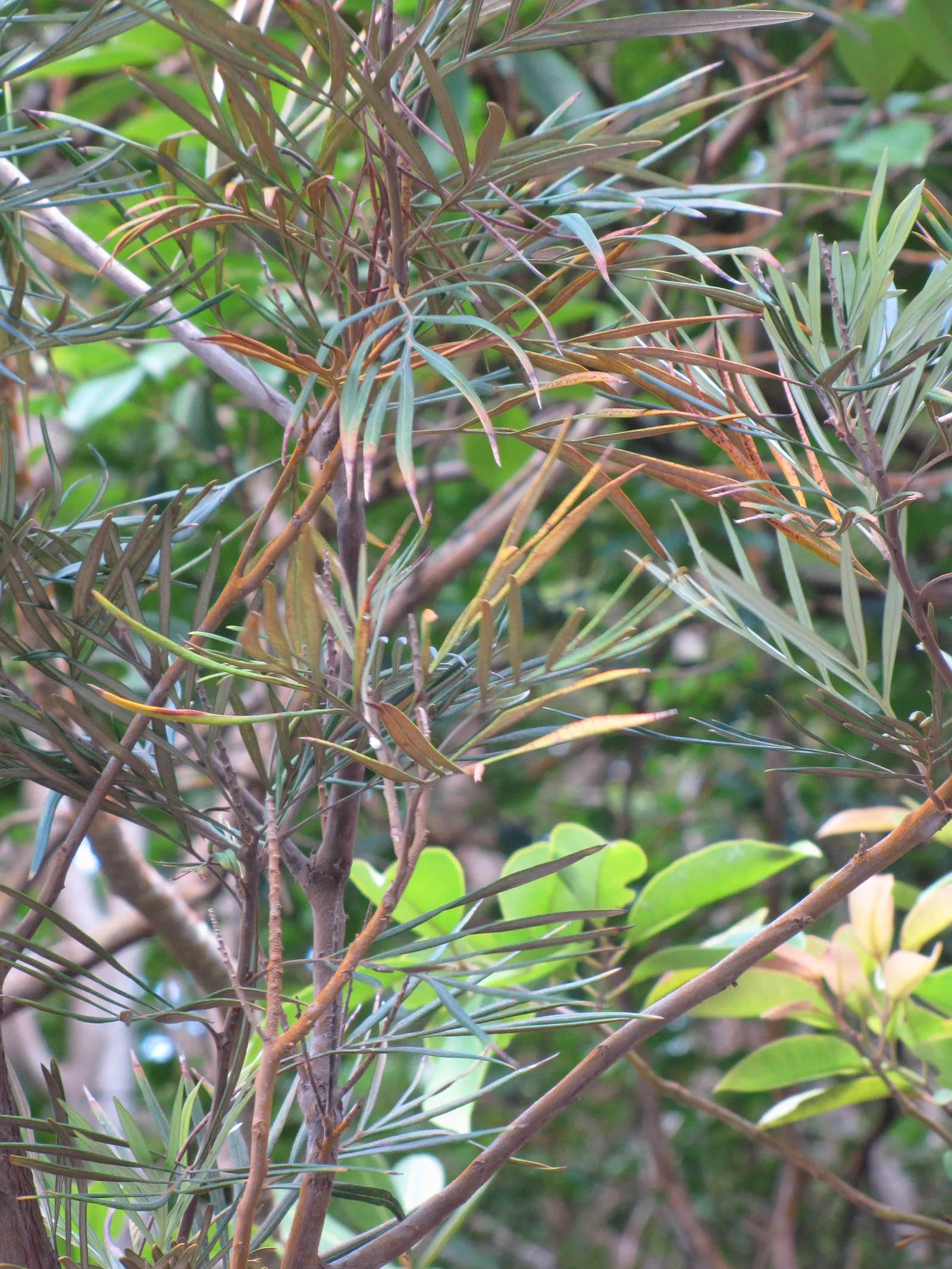 Red Silky Oak (Grevillea Banksii) — commonly known as the Crimson Cone Flower or Red Silky Oak