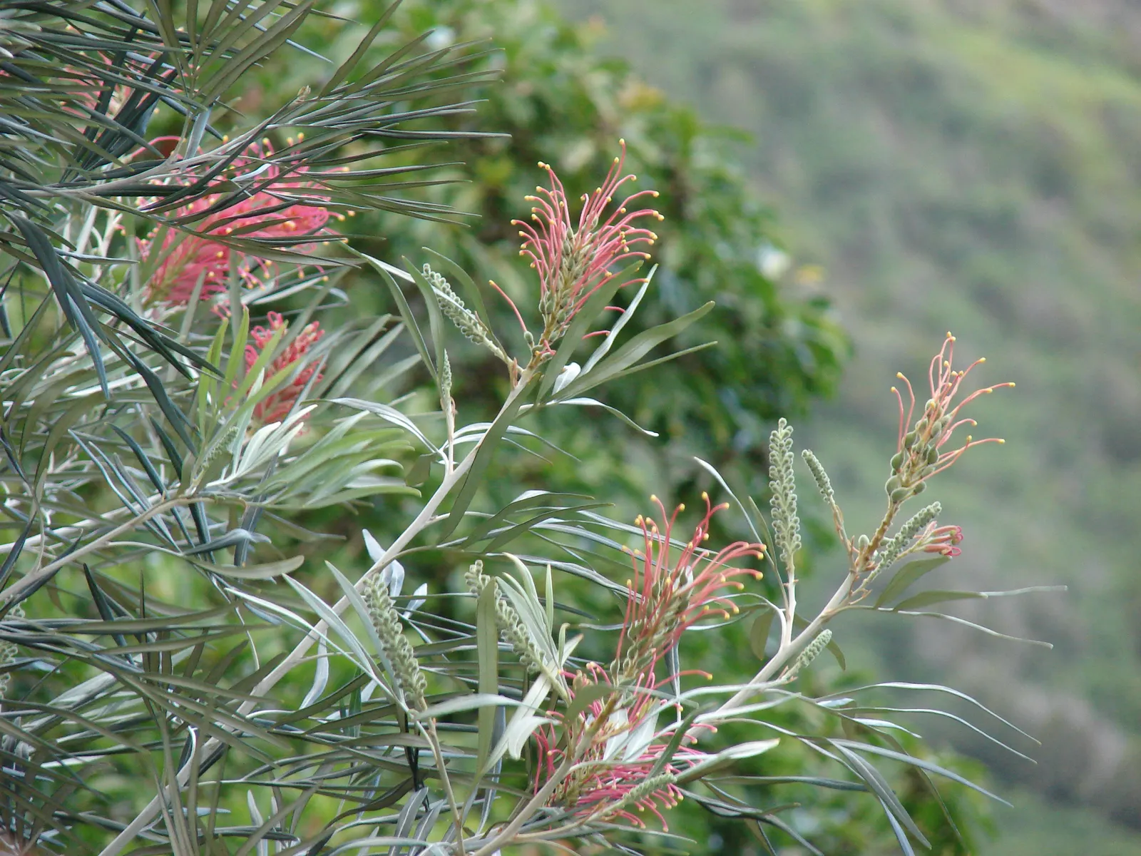 Red Silky Oak (Grevillea Banksii) — they can provide nearly year-round interest with their unique inflorescences; extensive root system..btnAdditionally
