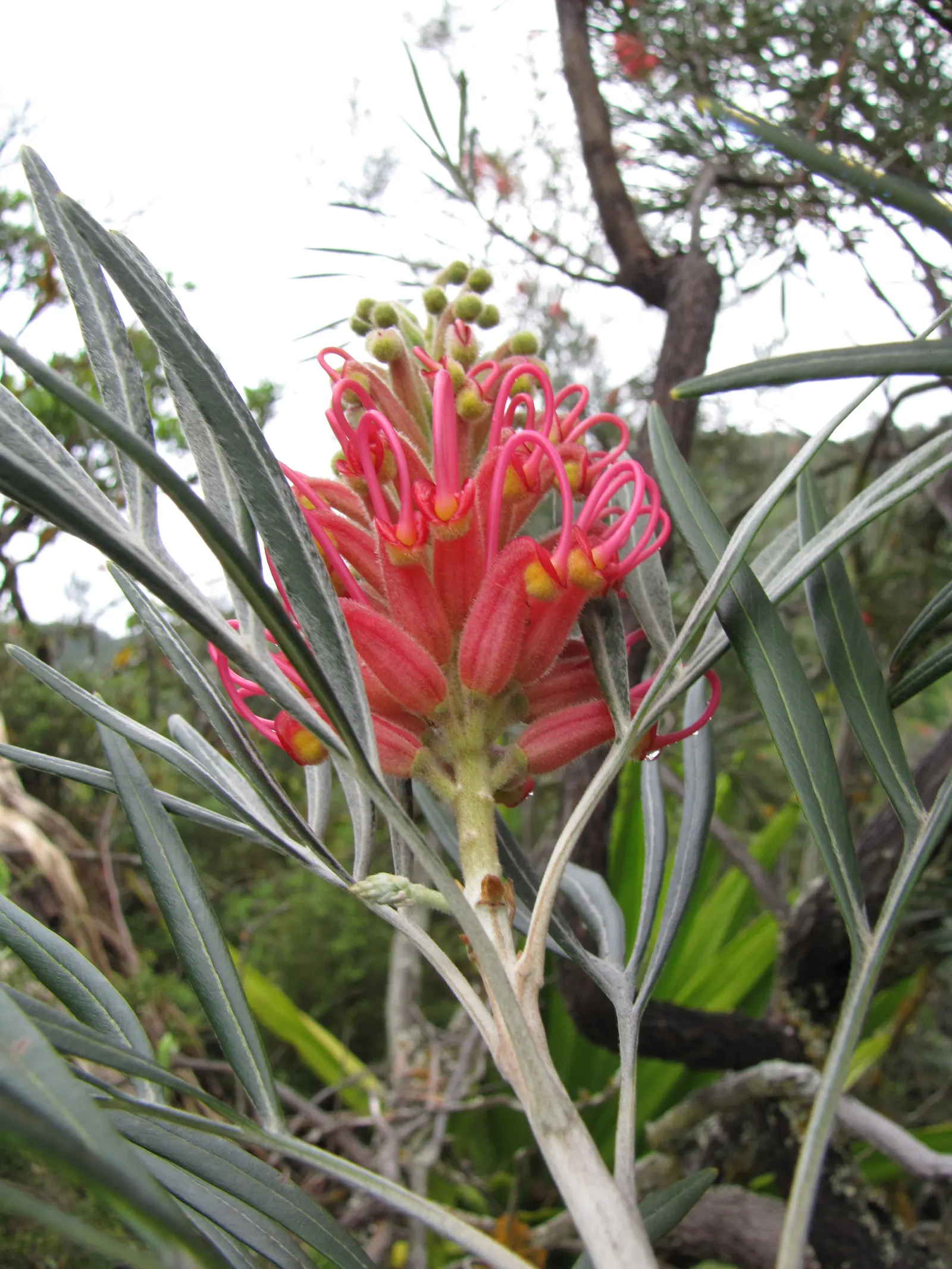 Red Silky Oak (Grevillea Banksii) — Provide regular water during its first growing season to establish a deep