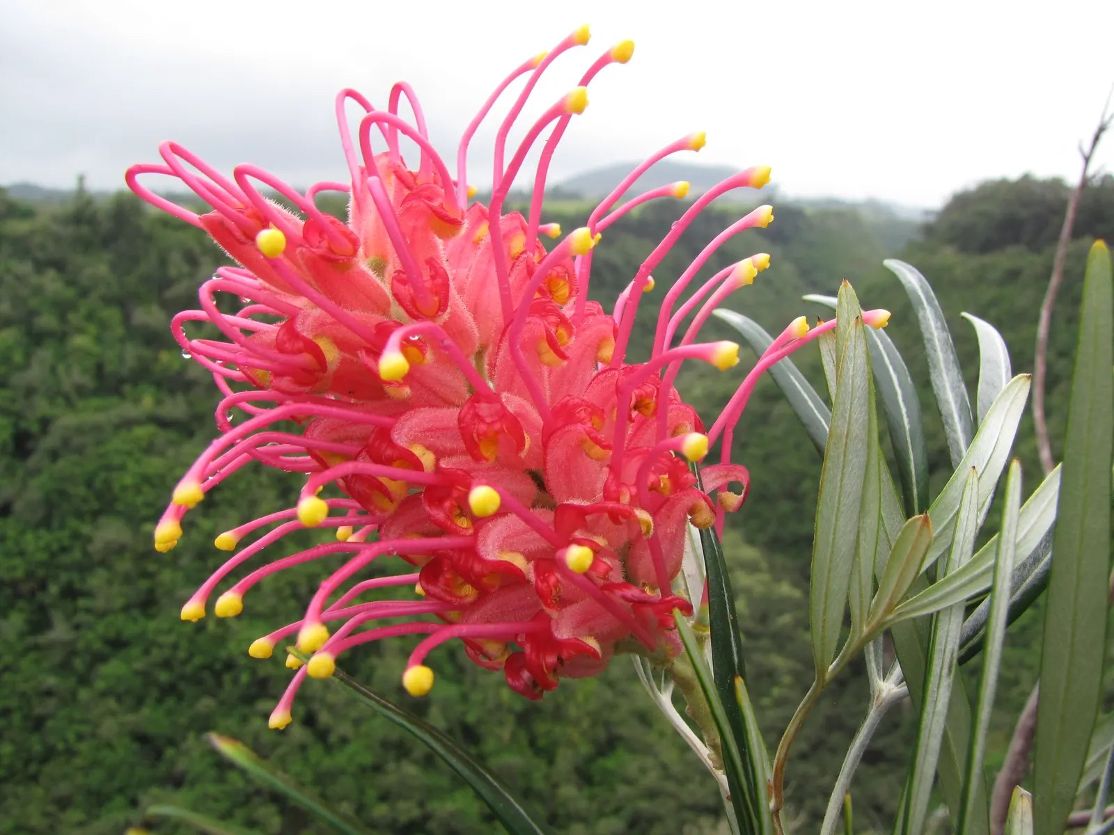 Red Silky Oak (Grevillea Banksii) — This plant is a fast-growing shrub native to coastal Queensland in Australia