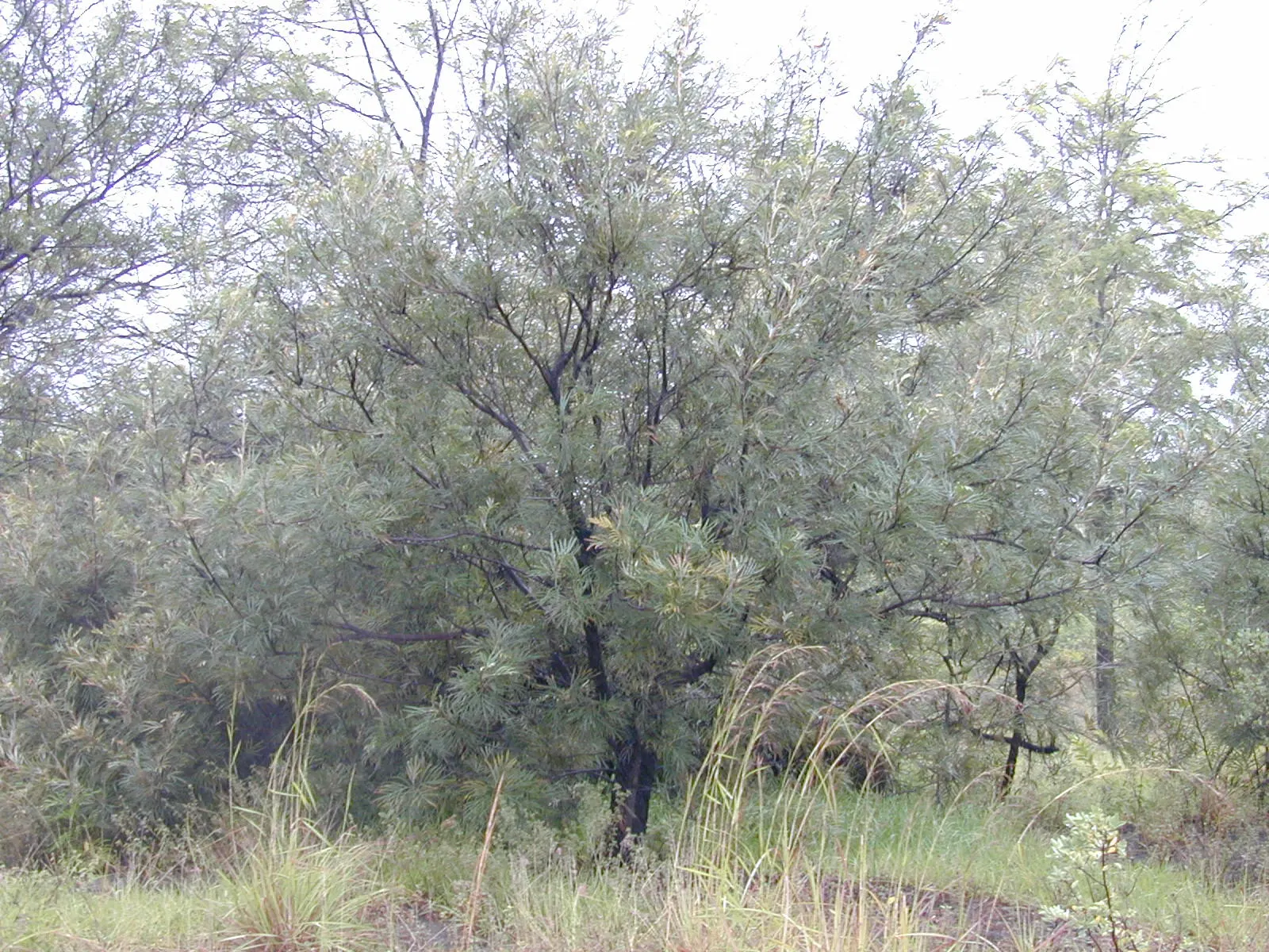 Red Silky Oak (Grevillea Banksii) — Water moderately; drought tolerant once established