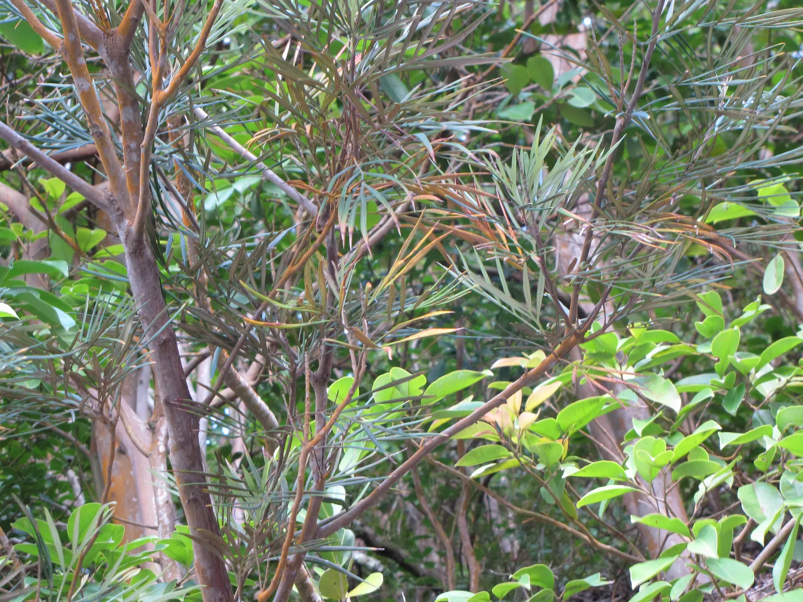 Red Silky Oak (Grevillea Banksii) — Reaching up to 10 feet in height and 6 feet in spread, it thrives in full sun and well-drained soil