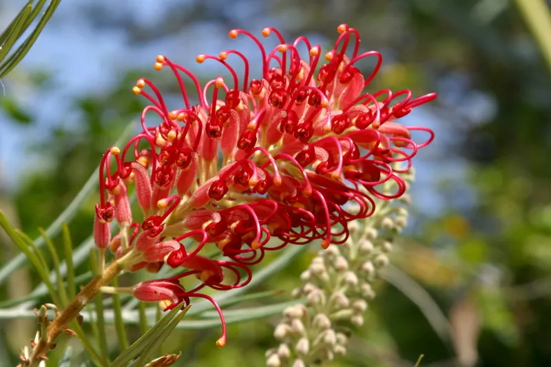 Red Silky Oak (Grevillea Banksii) — are rich in nectar attracting hummingbirds and beneficial insects to the garden; crimson Cone Flower (Grevillea banksii)