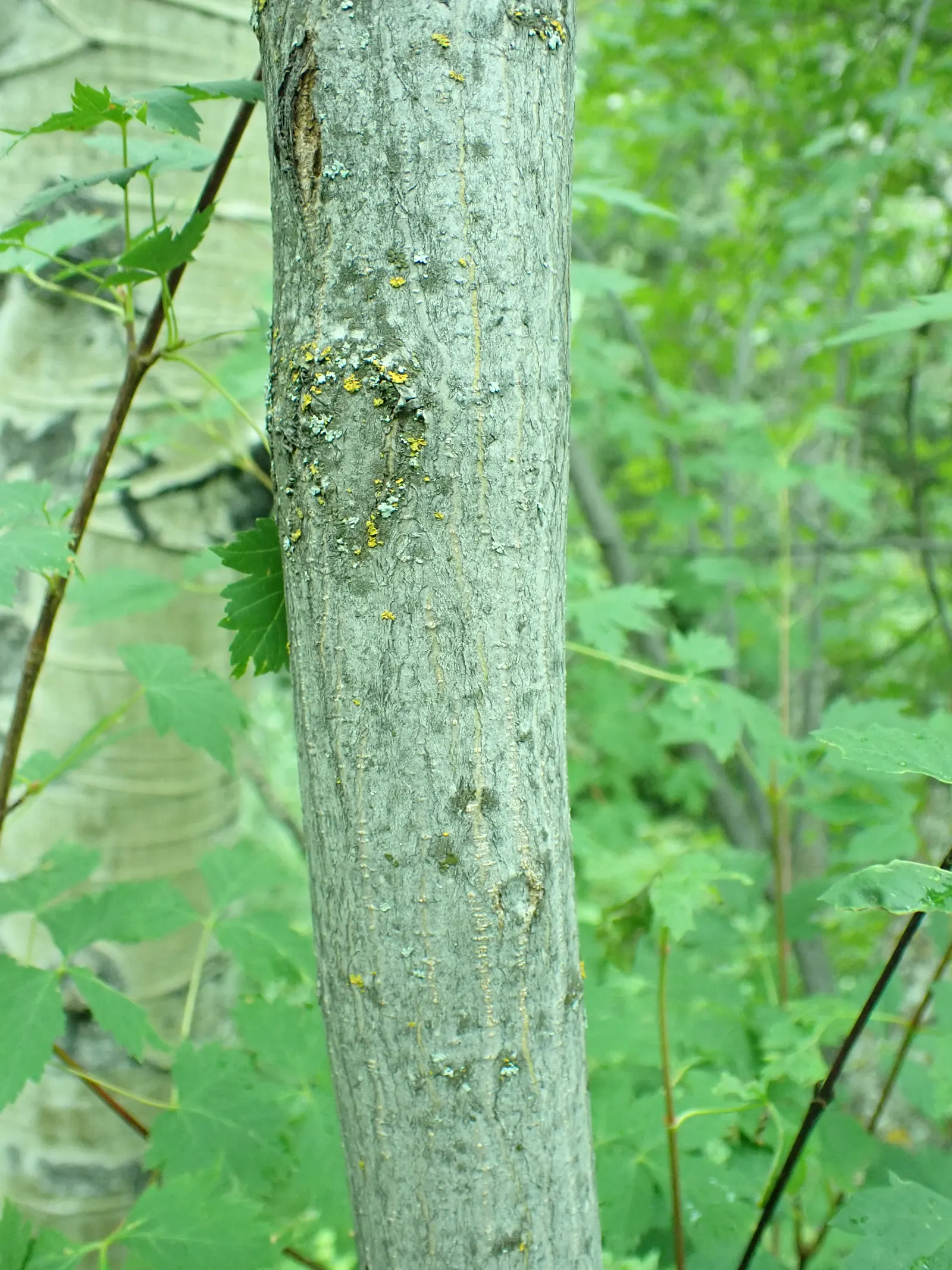 Rocky Mountain Maple (Acer Glabra) — Acer glabrum thrives in full sun to partial shade; measuring 2 to 5 inches across