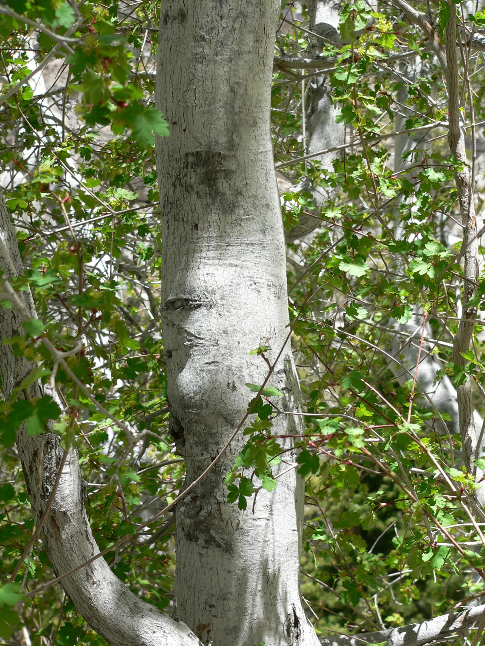 Rocky Mountain Maple (Acer Glabra) — Its modest size and scenic foliage make it an excellent choice for accentuating gardens and providing shade; preferring