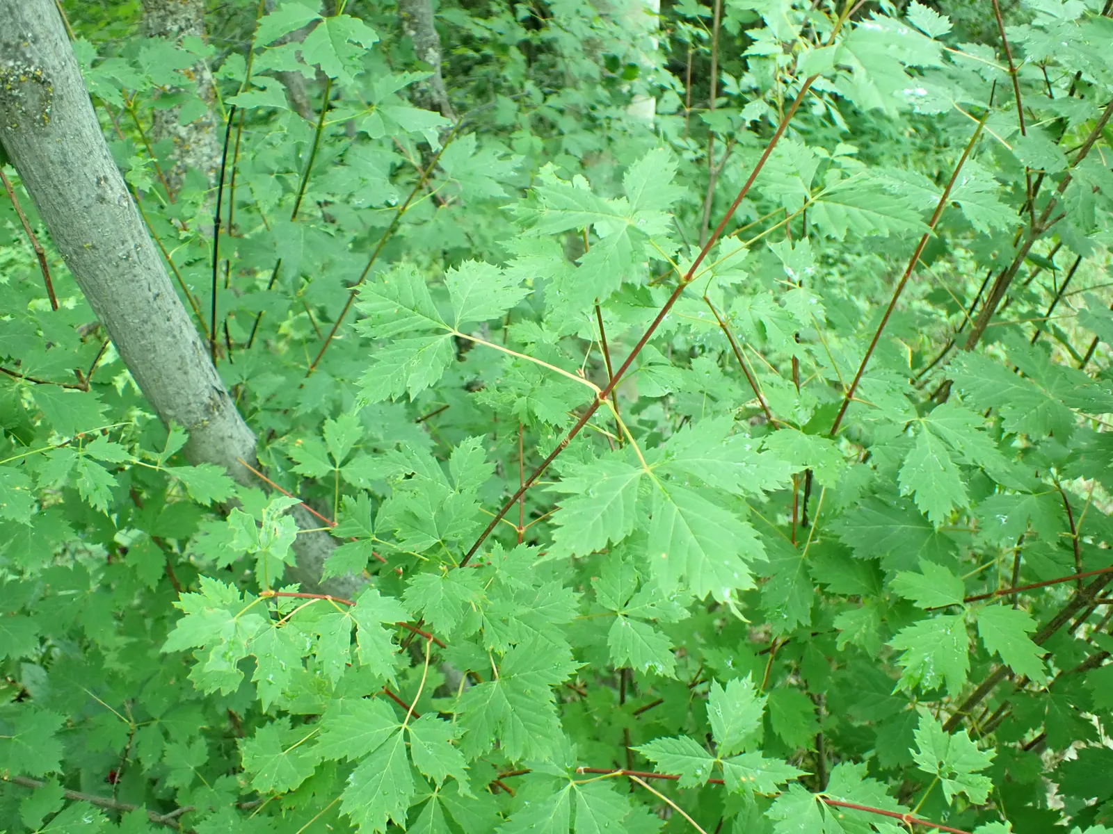Rocky Mountain Maple (Acer Glabra) — deciduous tree native to North America; preferring zones 5-8, it thrives in well-drained soil and partial to full sun