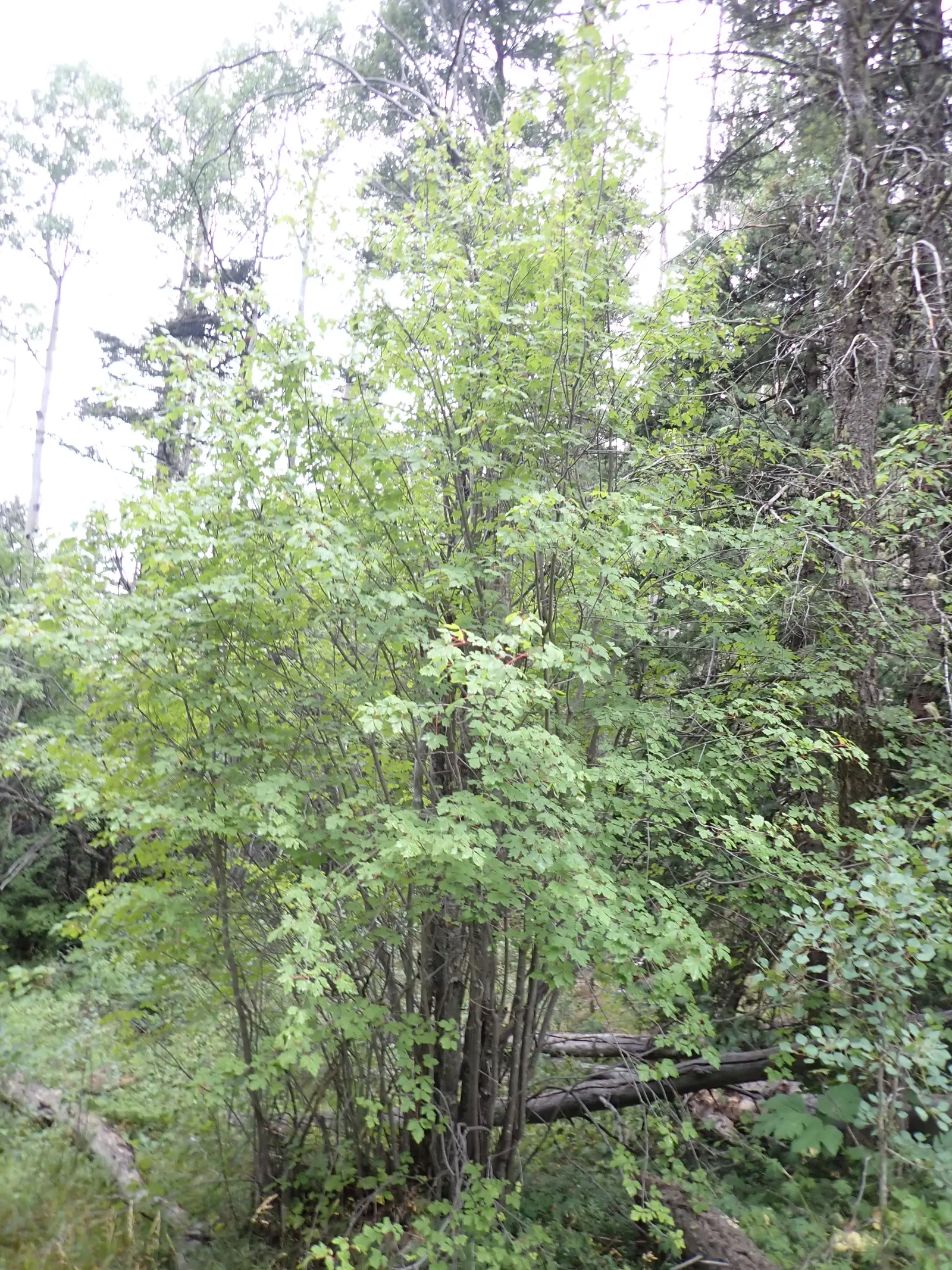 Rocky Mountain Maple (Acer Glabra) — with a comparable spread that provides an attractive; preferring zones 5-8, it thrives in well-drained soil and partial to