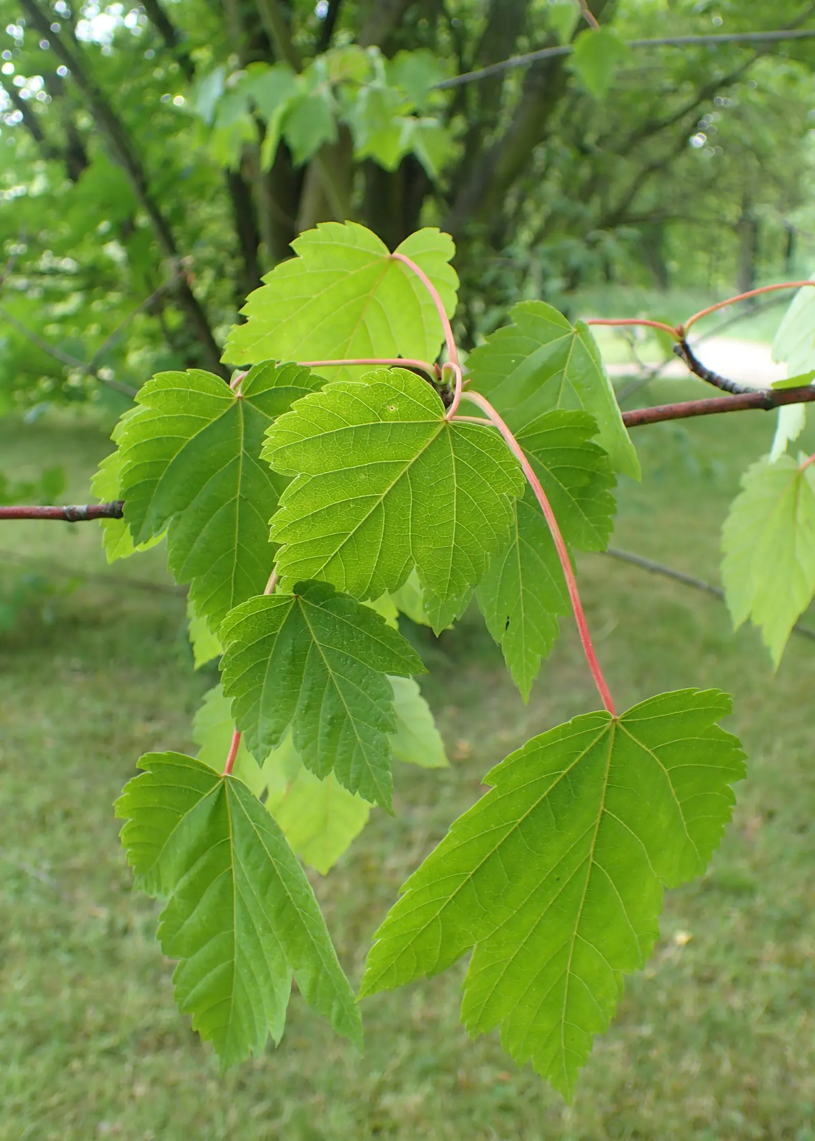 Rocky Mountain Maple (Acer Glabra) — is a versatile and resilient deciduous tree native to the mountainous regions of western North America; approximately 1