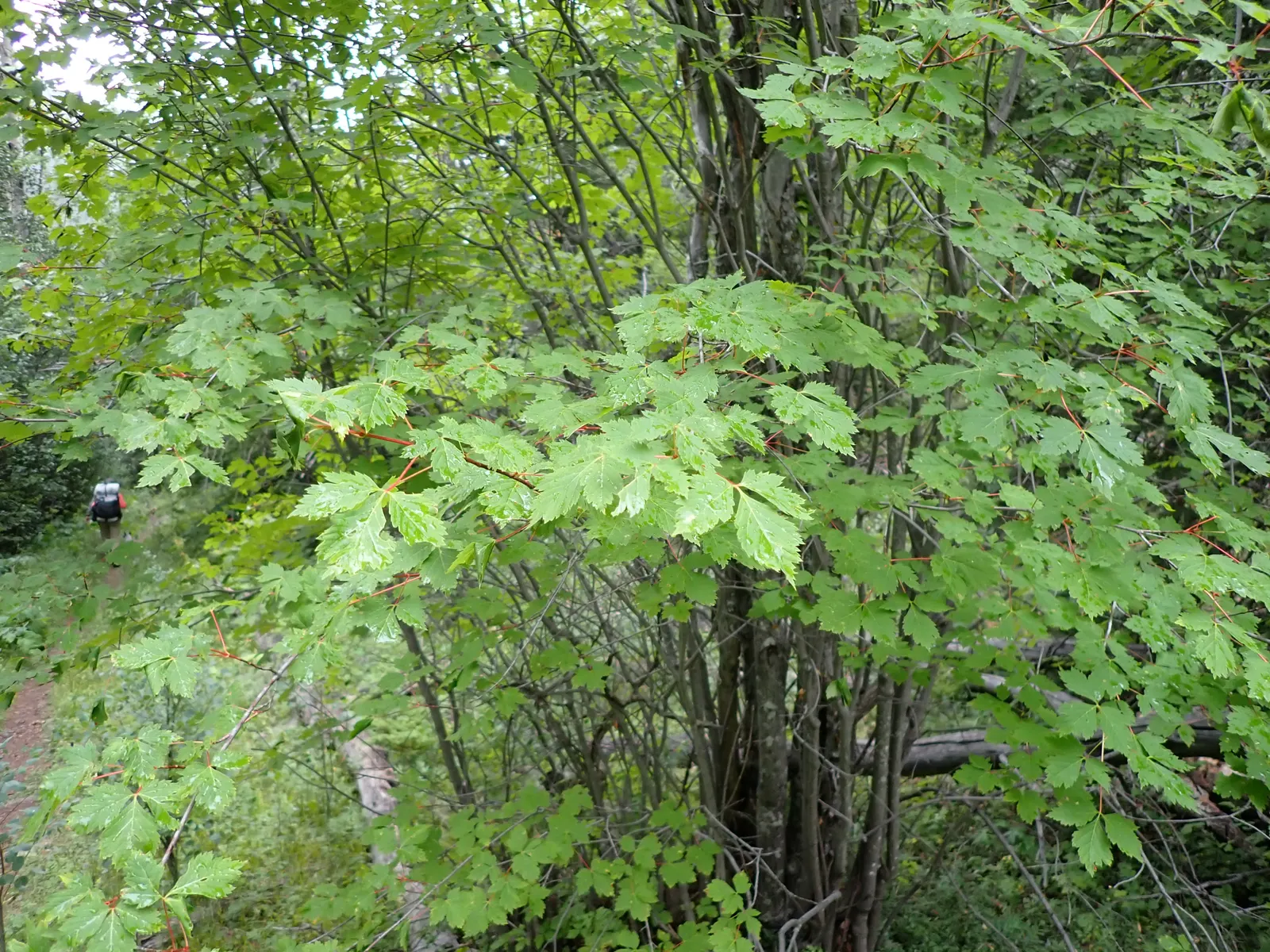 Rocky Mountain Maple (Acer Glabra) — the Rocky Mountain Maple can serve as a specimen plant or be grouped for a natural; enhancing the ecological value of the