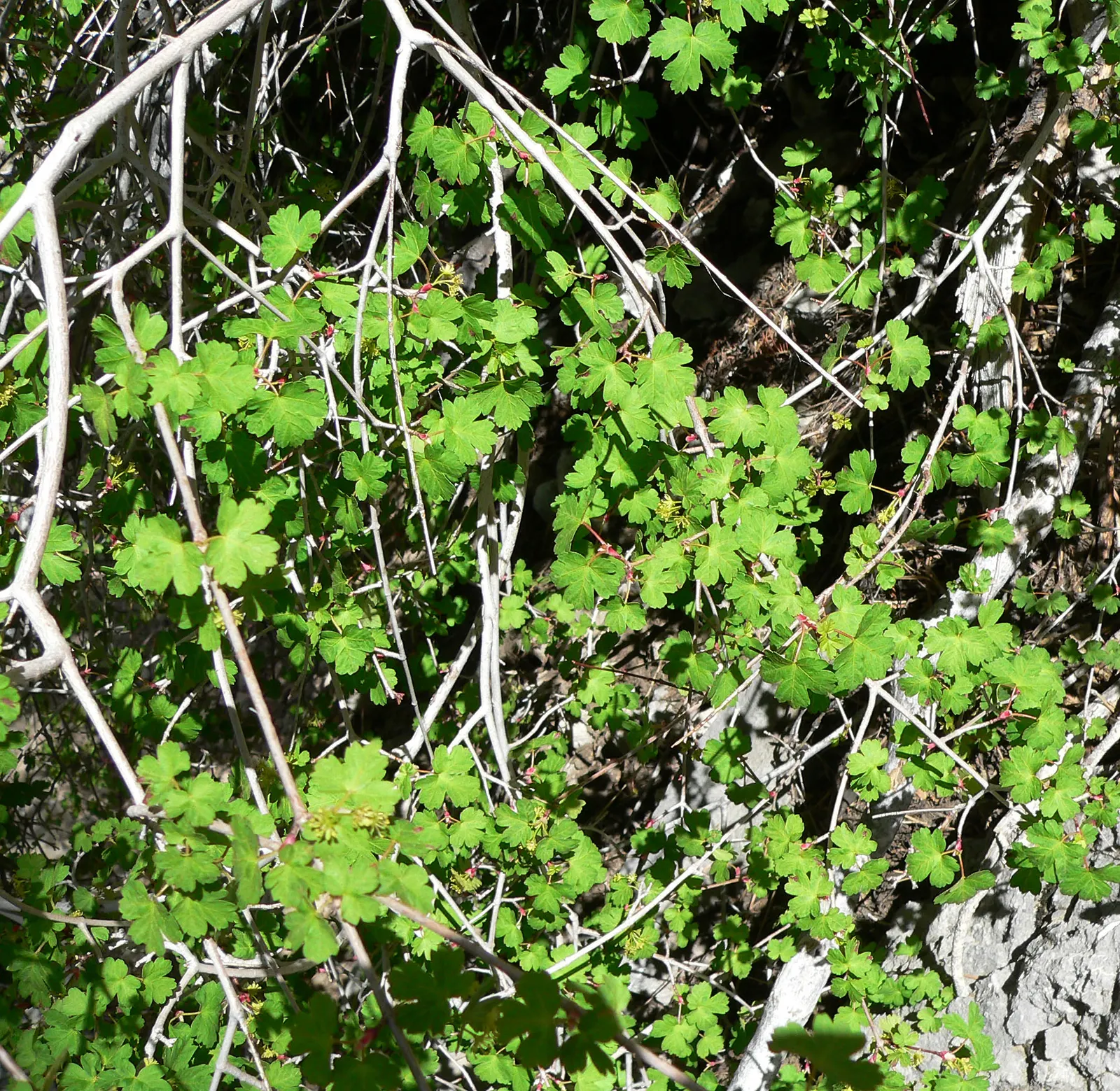 Rocky Mountain Maple (Acer Glabra) — shrub / tree with orange and red and yellow blooms; approximately 1 inch per week