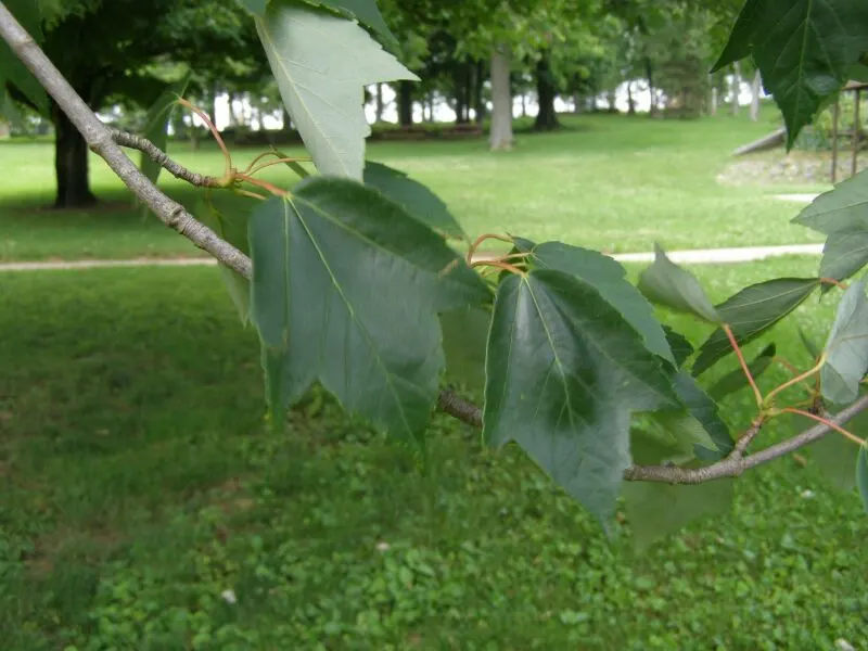 Rocky Mountain Maple (Acer Glabra) — reducing concerns over interference with nearby structures or hardscapes