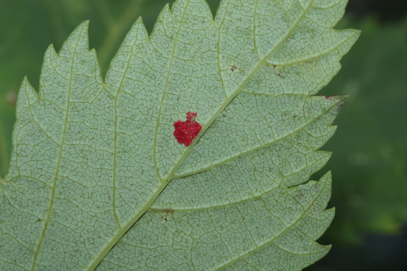 Rocky Mountain Maple (Acer Glabra) — orange and red and yellow flowers in the garden