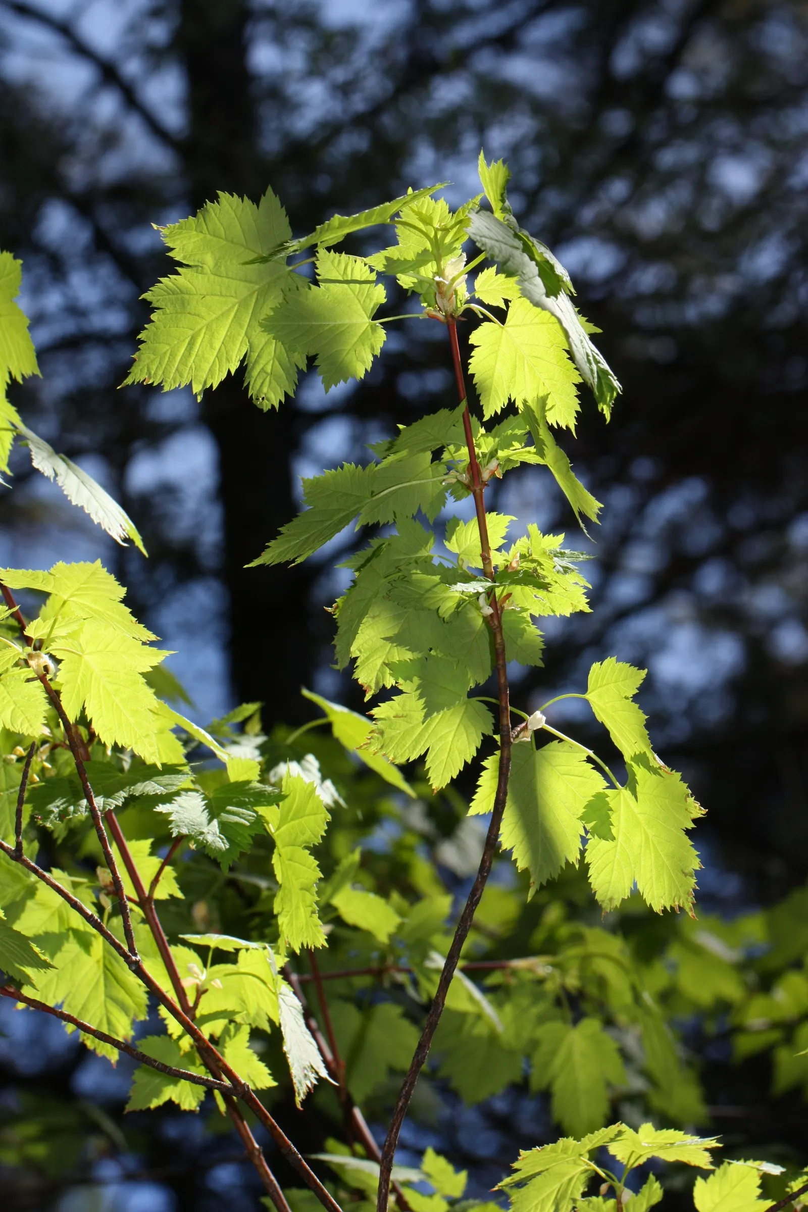 Rocky Mountain Maple (Acer Glabra) — reducing concerns over interference with nearby structures or hardscapes; measuring 2 to 5 inches across