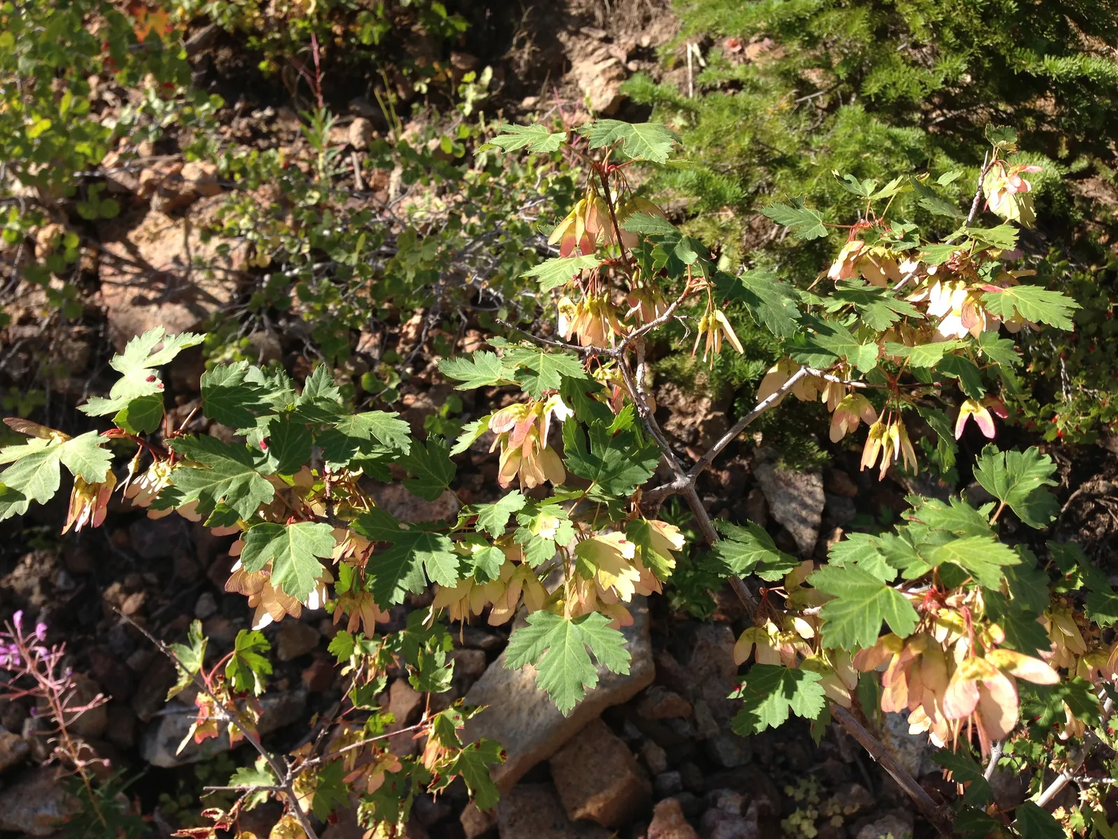 Rocky Mountain Maple (Acer Glabra) — offering a spectacular seasonal display.<br><br>Notably hardy in USDA zones 4 through 7; preferring zones 5-8, image 69