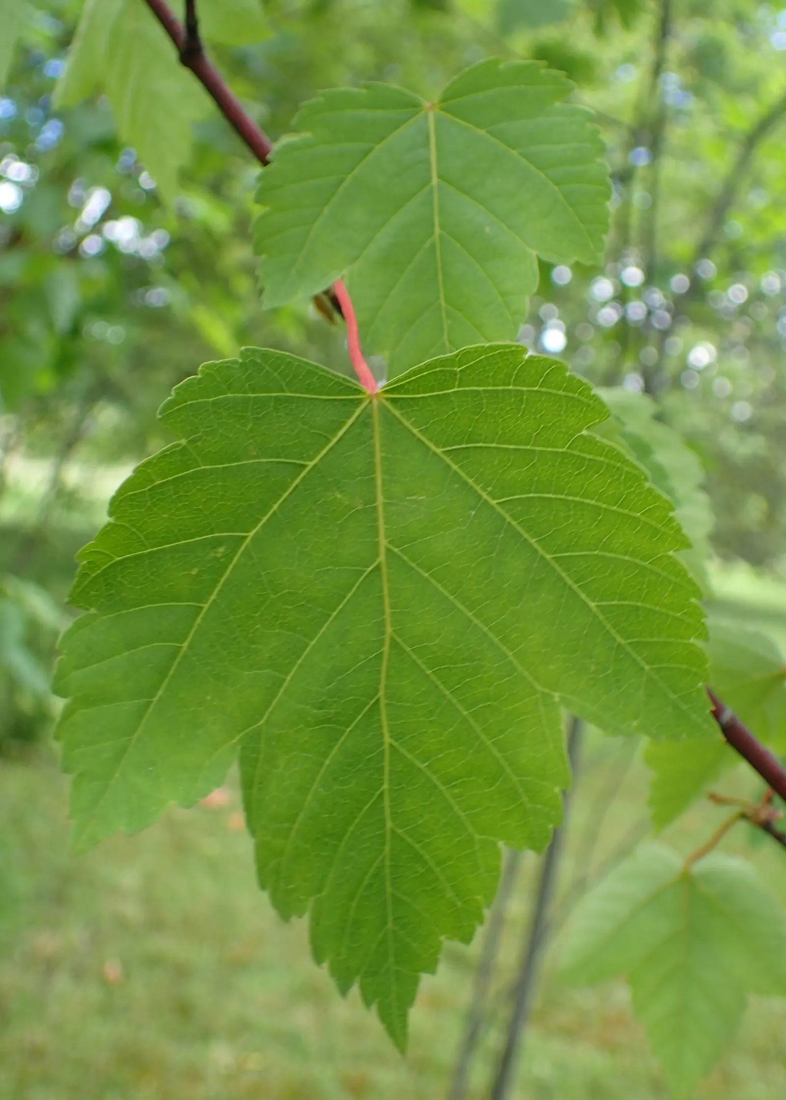 Rocky Mountain Maple (Acer Glabra) — enhancing the ecological value of the landscape; preferring zones 5-8, it thrives in well-drained soil and partial to full