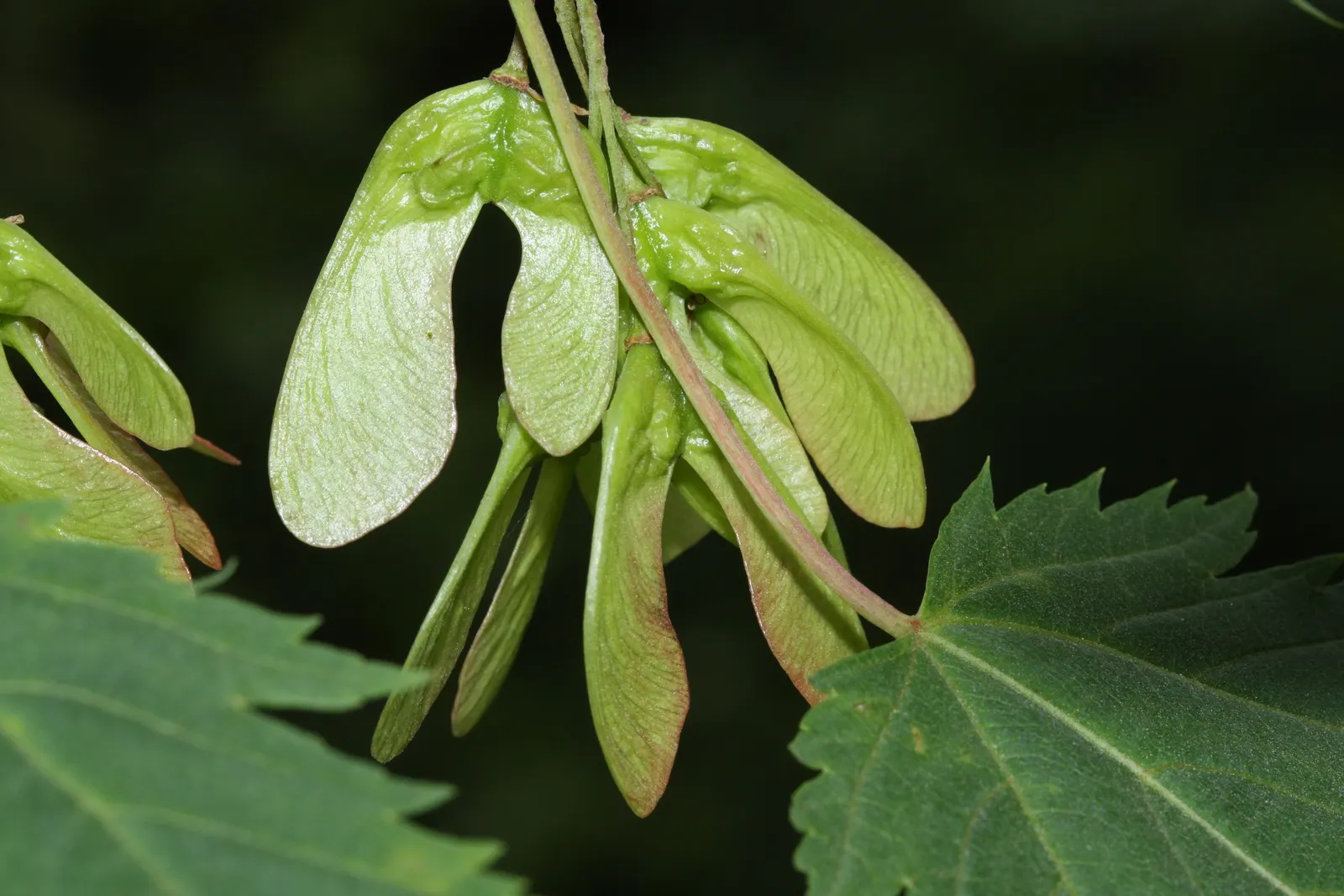 Rocky Mountain Maple (Acer Glabra) — Its dark green leaves are trilobed