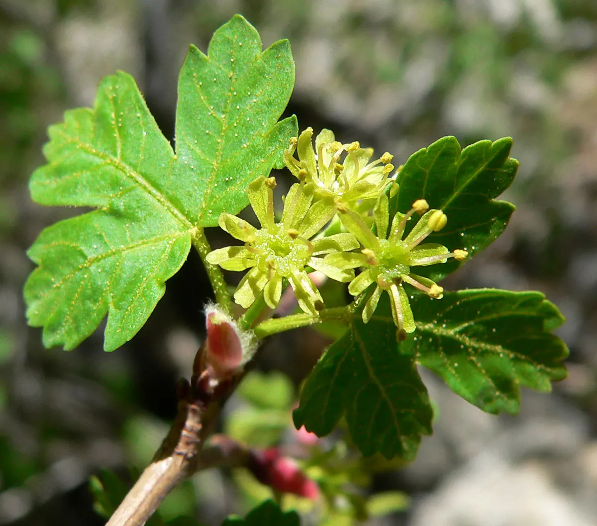 Rocky Mountain Maple (Acer Glabra) — scientifically known as Acer glabrum; measuring 2 to 5 inches across, image 62