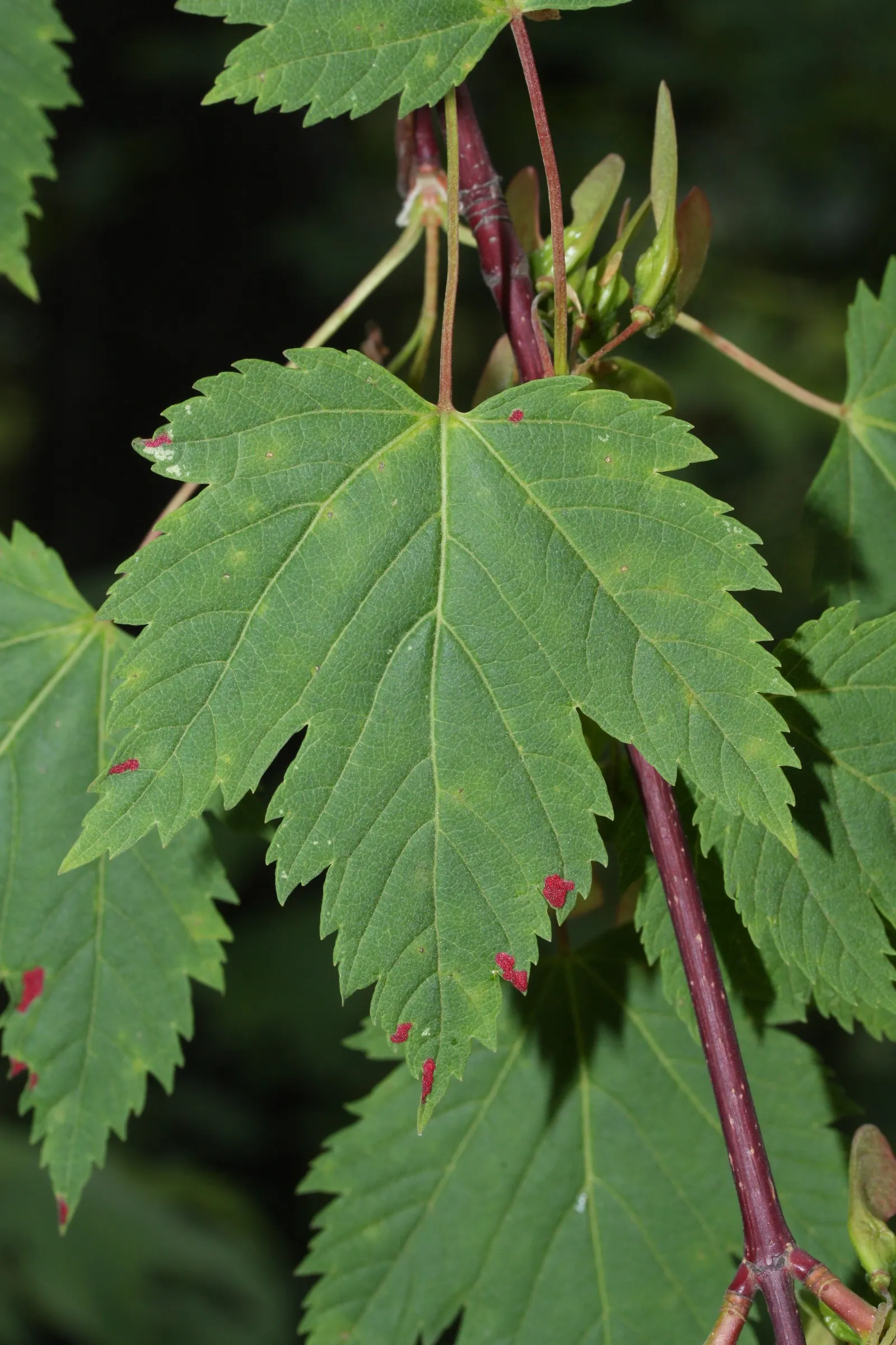 Rocky Mountain Maple (Acer Glabra) — and turn to beautiful shades of yellow; enhancing the ecological value of the landscape