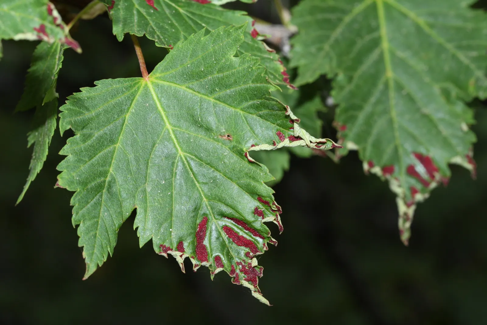 Rocky Mountain Maple (Acer Glabra) — typically growing 10-25 feet tall