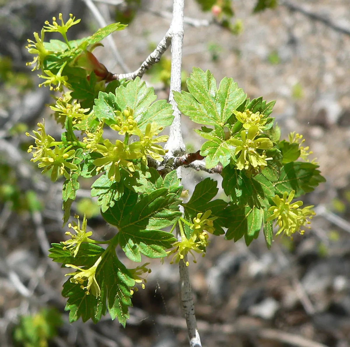 Rocky Mountain Maple (Acer Glabra) — shrub / tree for full or half