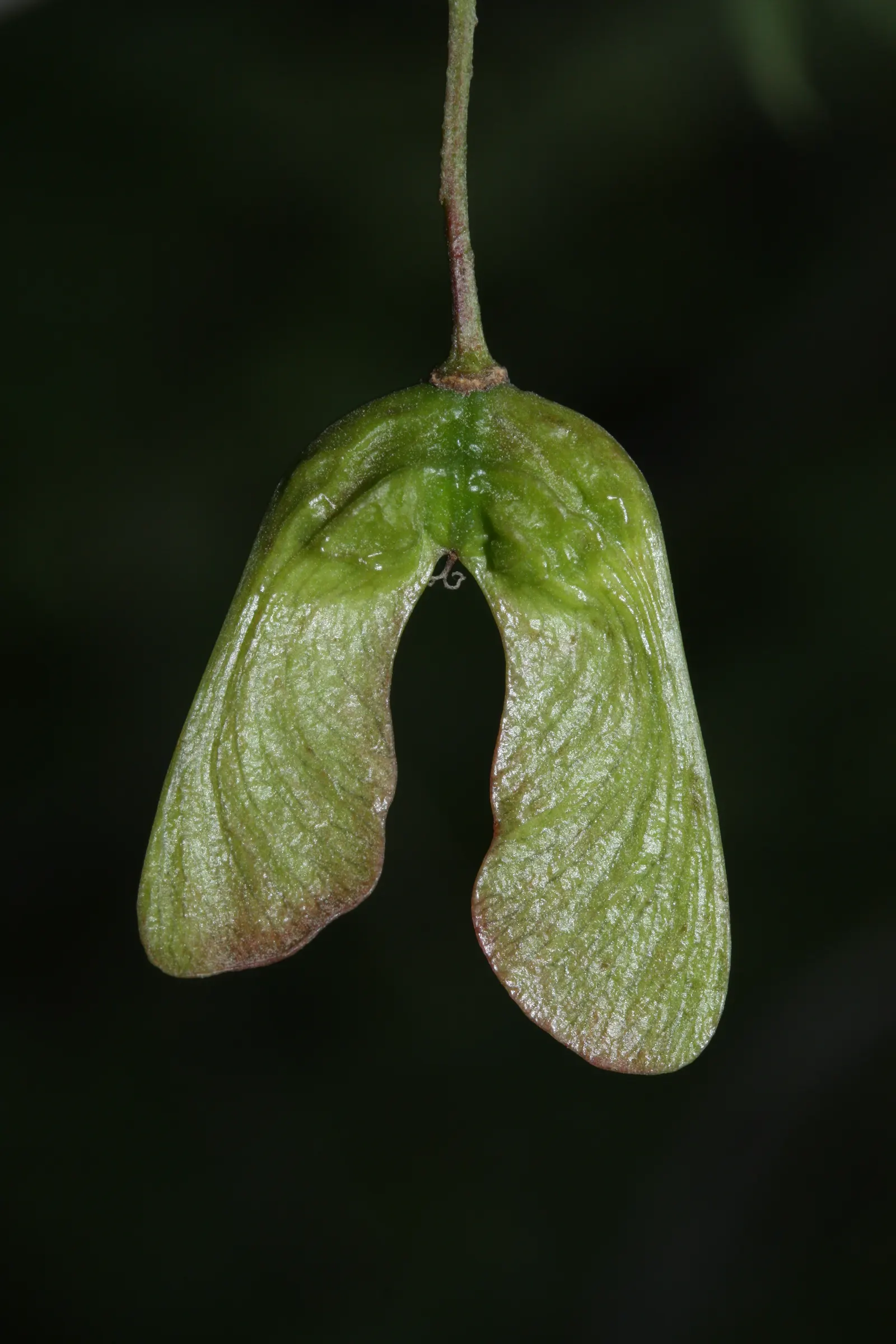 Rocky Mountain Maple (Acer Glabra) — scientifically known as Acer glabrum; measuring 2 to 5 inches across