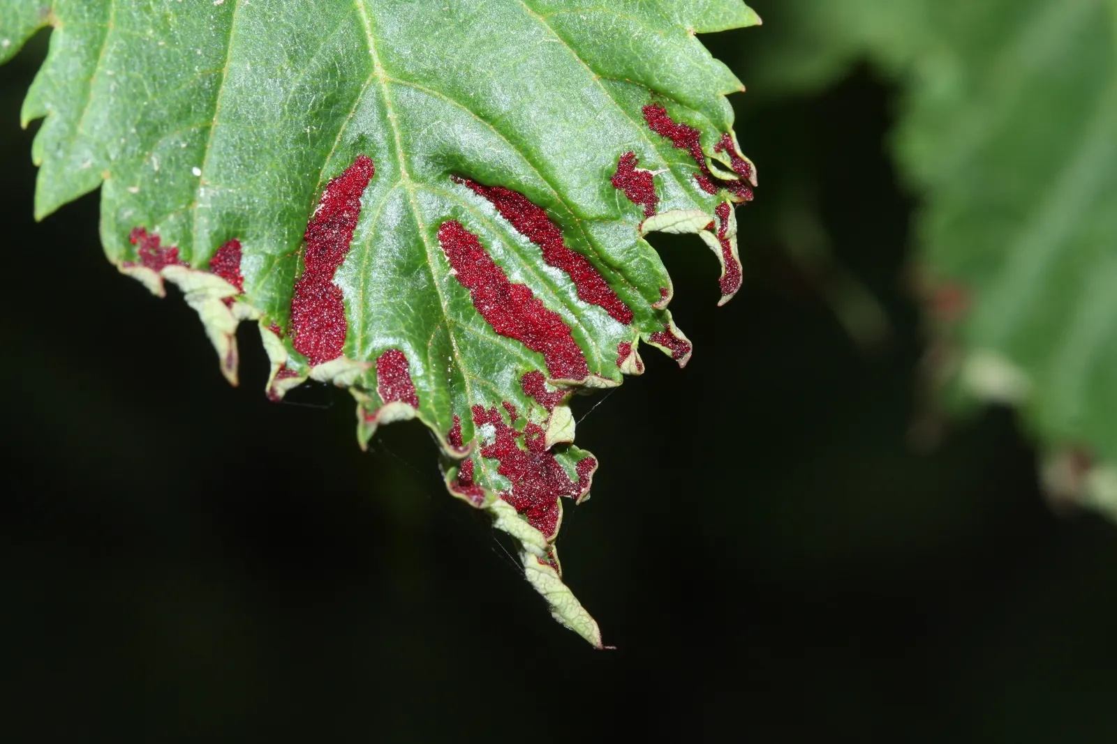 Rocky Mountain Maple (Acer Glabra) — It is adaptable to various soil types, though it prefers well-drained, moist soils; approximately 1 inch per week