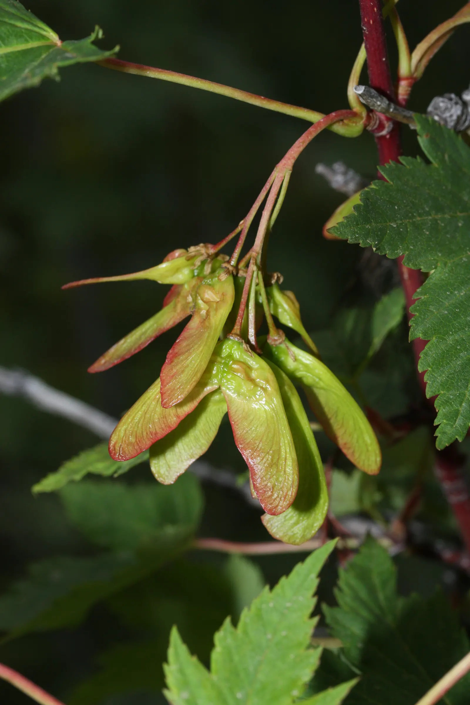Rocky Mountain Maple (Acer Glabra) — Its modest size and scenic foliage make it an excellent choice for accentuating gardens and providing shade