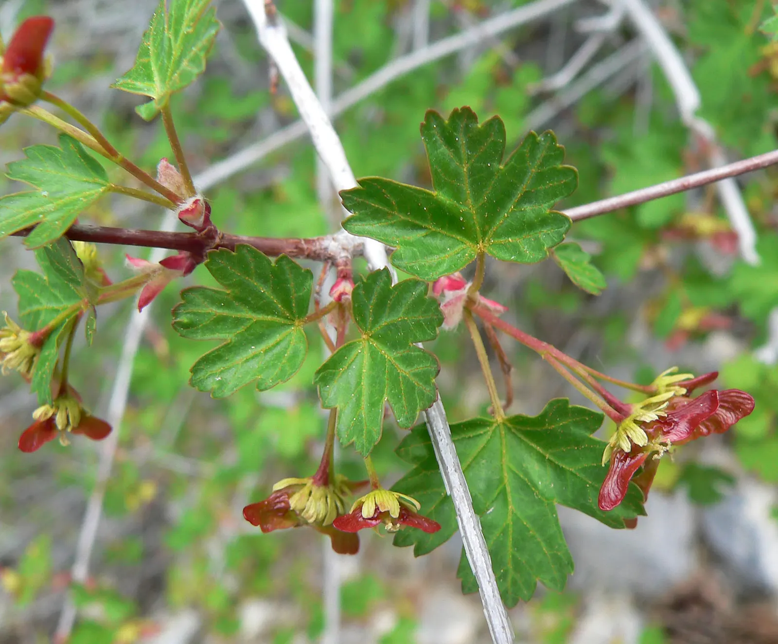 Rocky Mountain Maple (Acer Glabra) — Preferring zones 5-8, it thrives in well-drained soil and partial to full sun; enhancing the ecological value of the