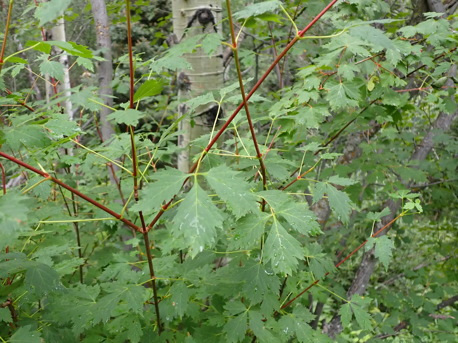 Rocky Mountain Maple (Acer Glabra) — deciduous tree native to North America; preferring zones 5-8, it thrives in well-drained soil and partial to, image 57