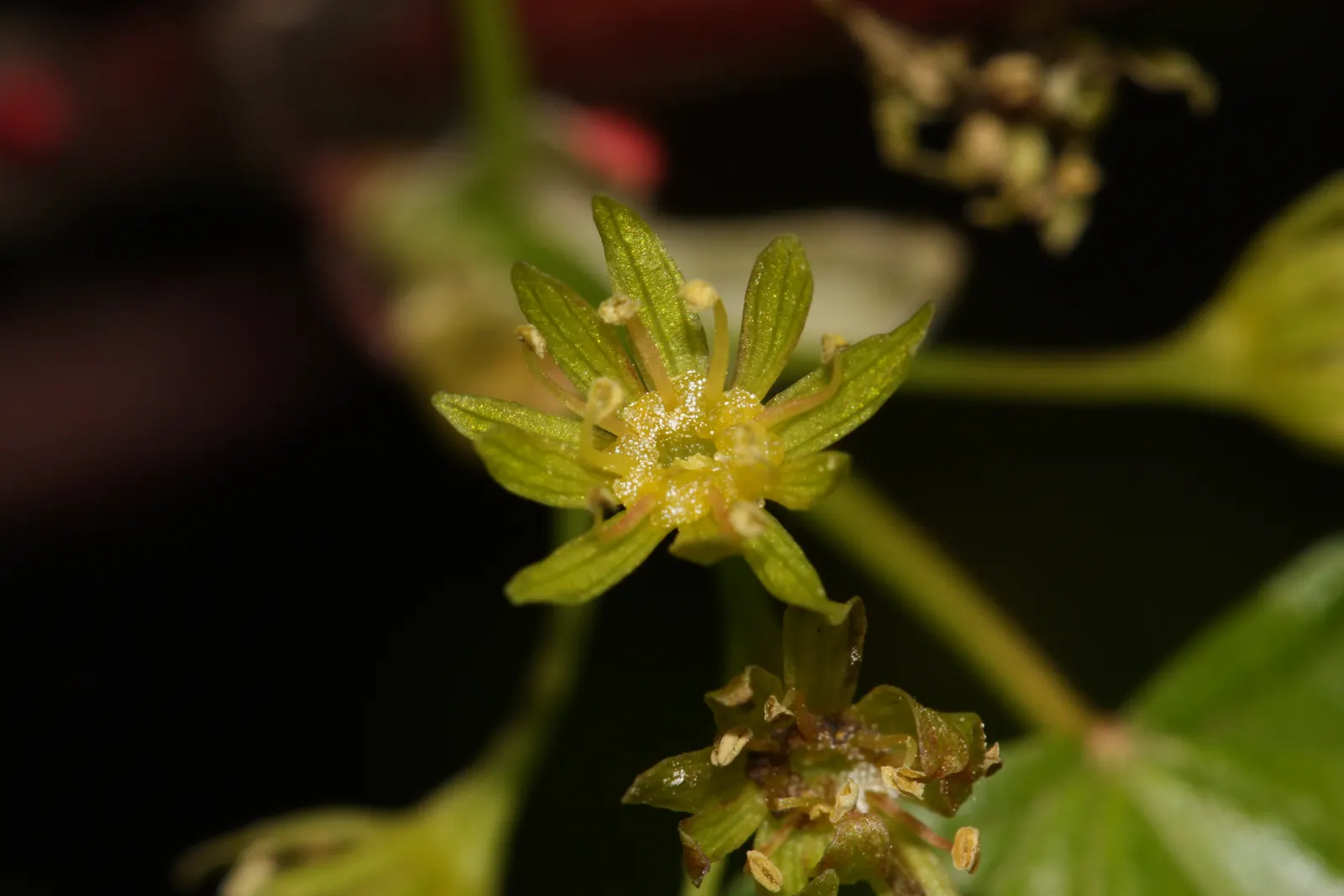 Rocky Mountain Maple (Acer Glabra) — Acer glabrum thrives in full sun to partial shade