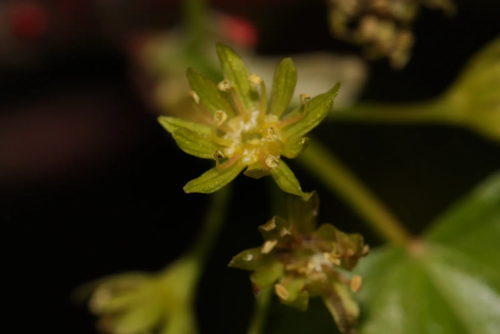Rocky Mountain Maple (Acer Glabra) — Its dark green leaves are trilobed; measuring 2 to 5 inches across