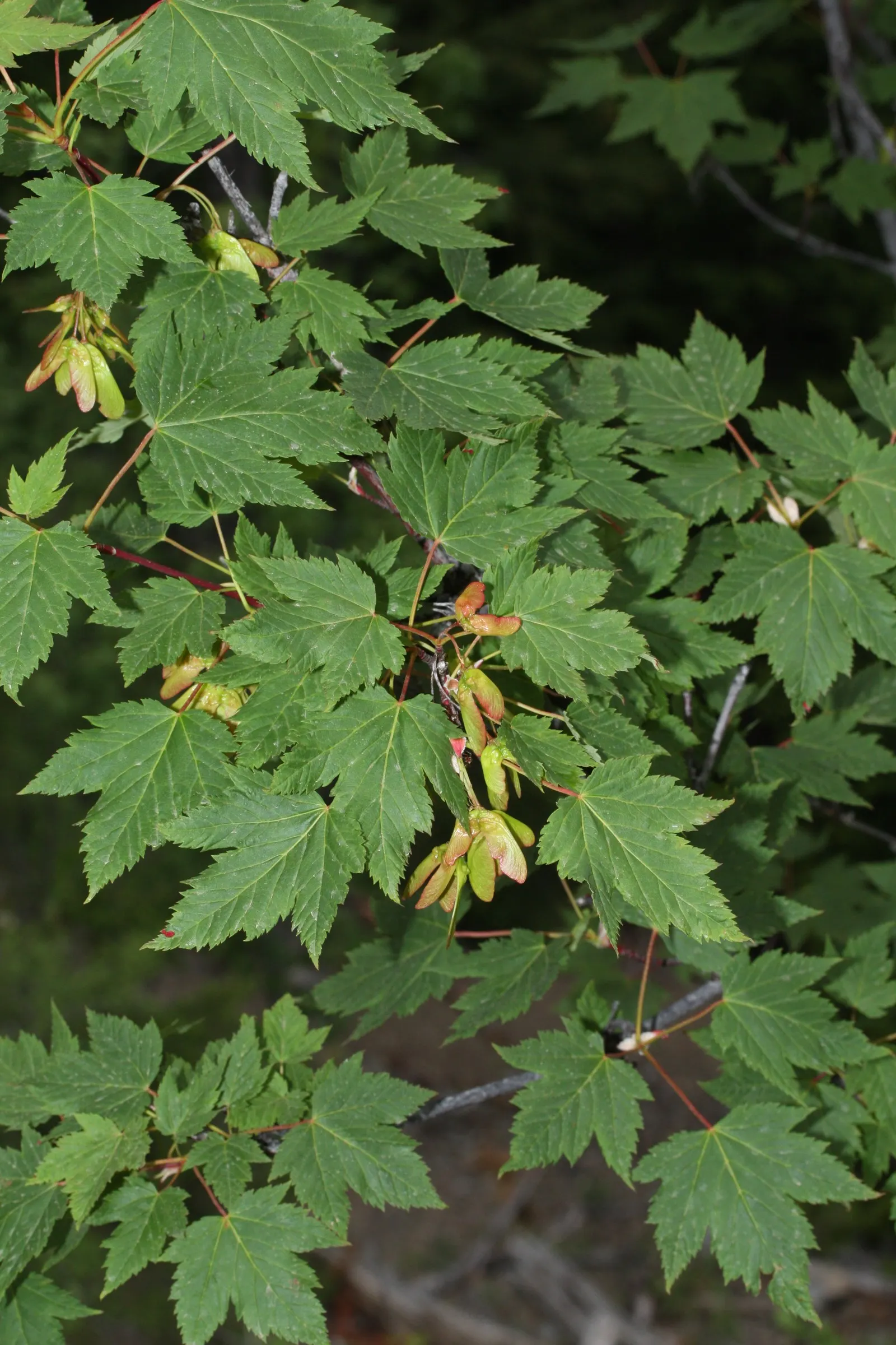 Rocky Mountain Maple (Acer Glabra) — is a versatile and resilient deciduous tree native to the mountainous regions of western North America, image 63