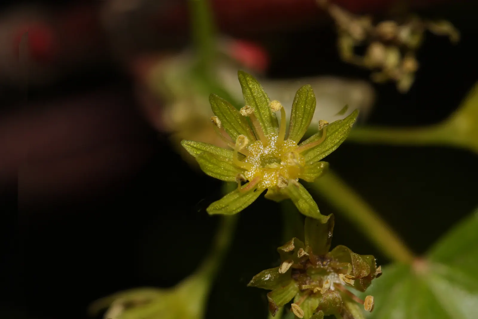 Rocky Mountain Maple (Acer Glabra) — deciduous tree native to North America