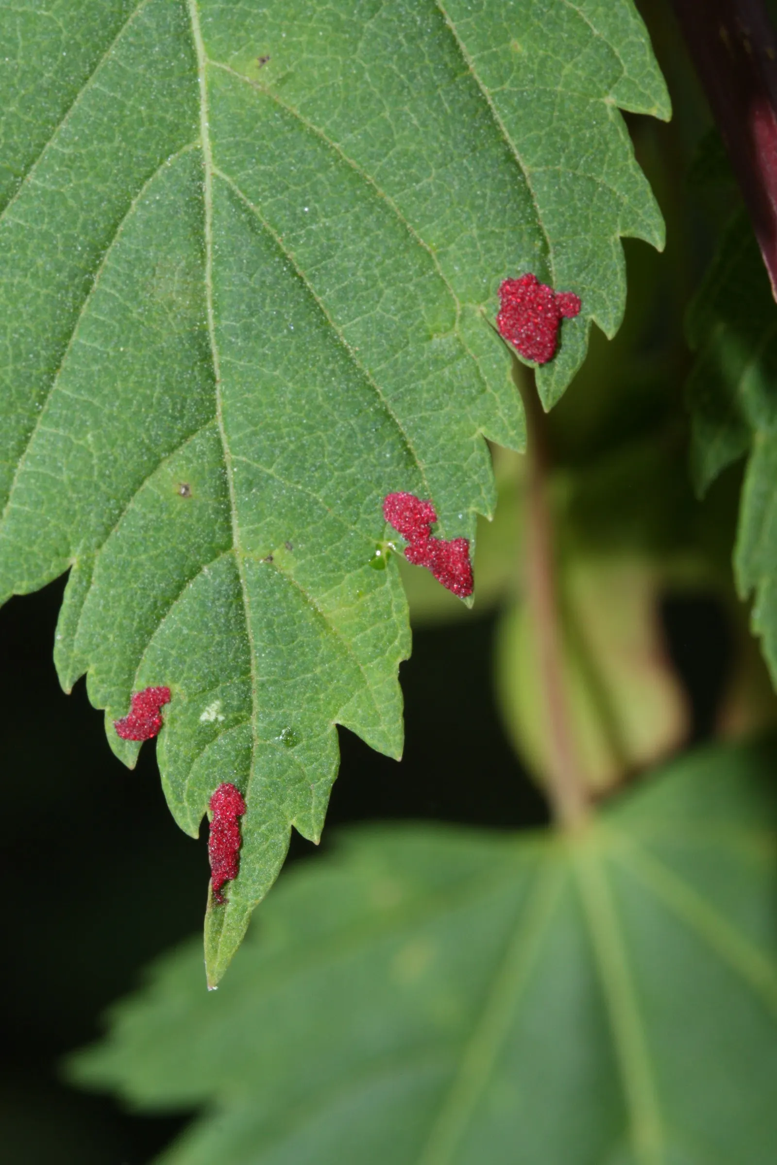 Rocky Mountain Maple (Acer Glabra) — It's relatively drought-tolerant once established
