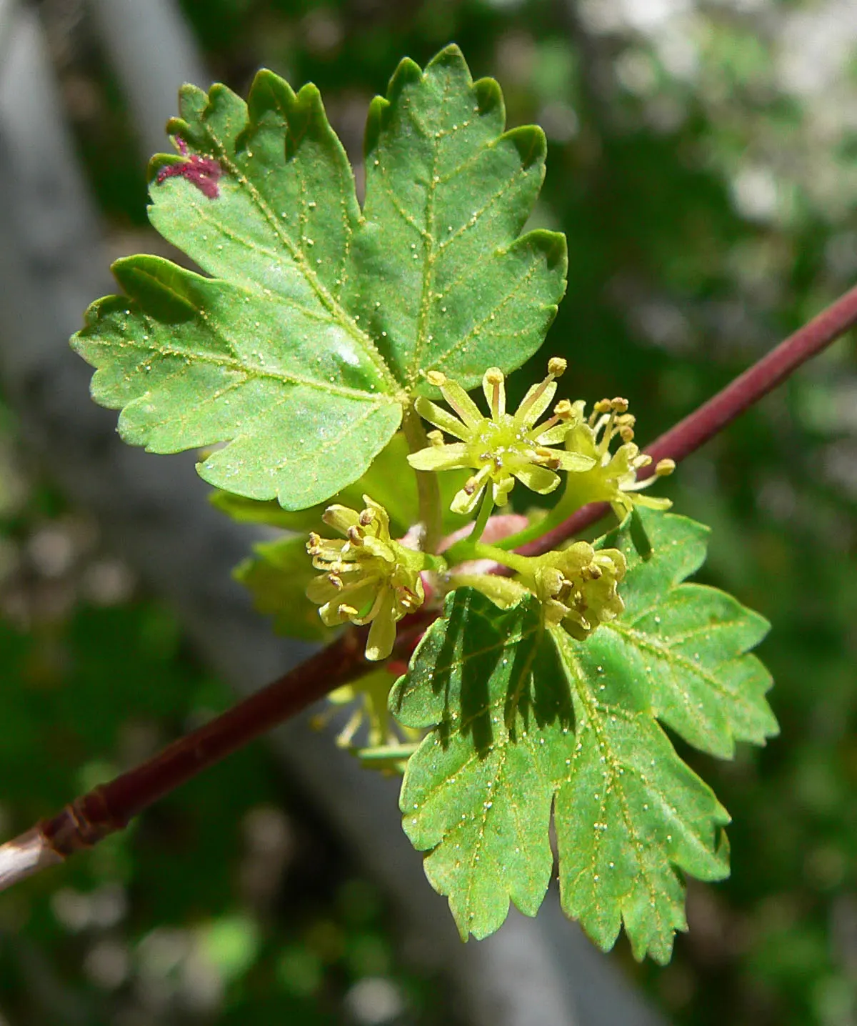 Rocky Mountain Maple (Acer Glabra) — whether from rainfall or manual watering.<br><br>Ideal for small garden spaces; approximately 1 inch per week