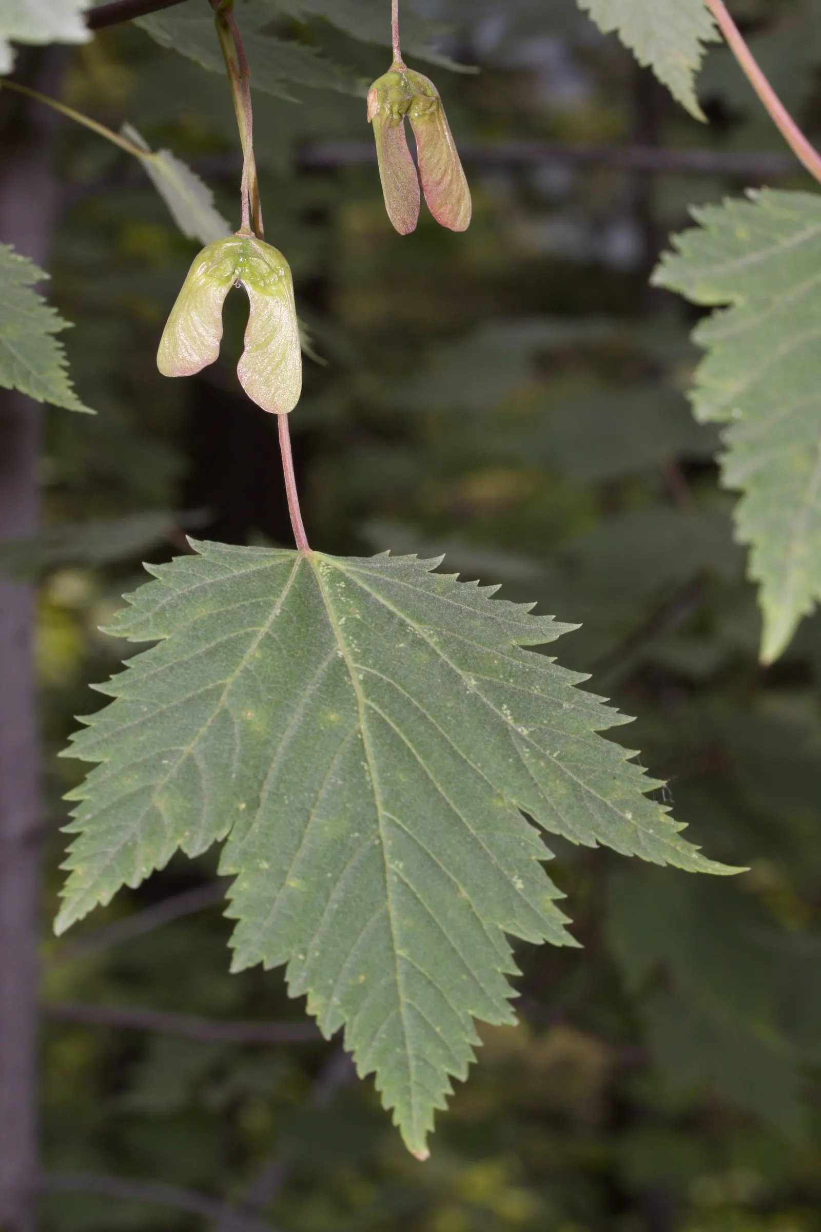 Rocky Mountain Maple (Acer Glabra) — It features a rounded canopy with slender branches and green, lobed leaves turning vibrant yellow-red in fall, image 31