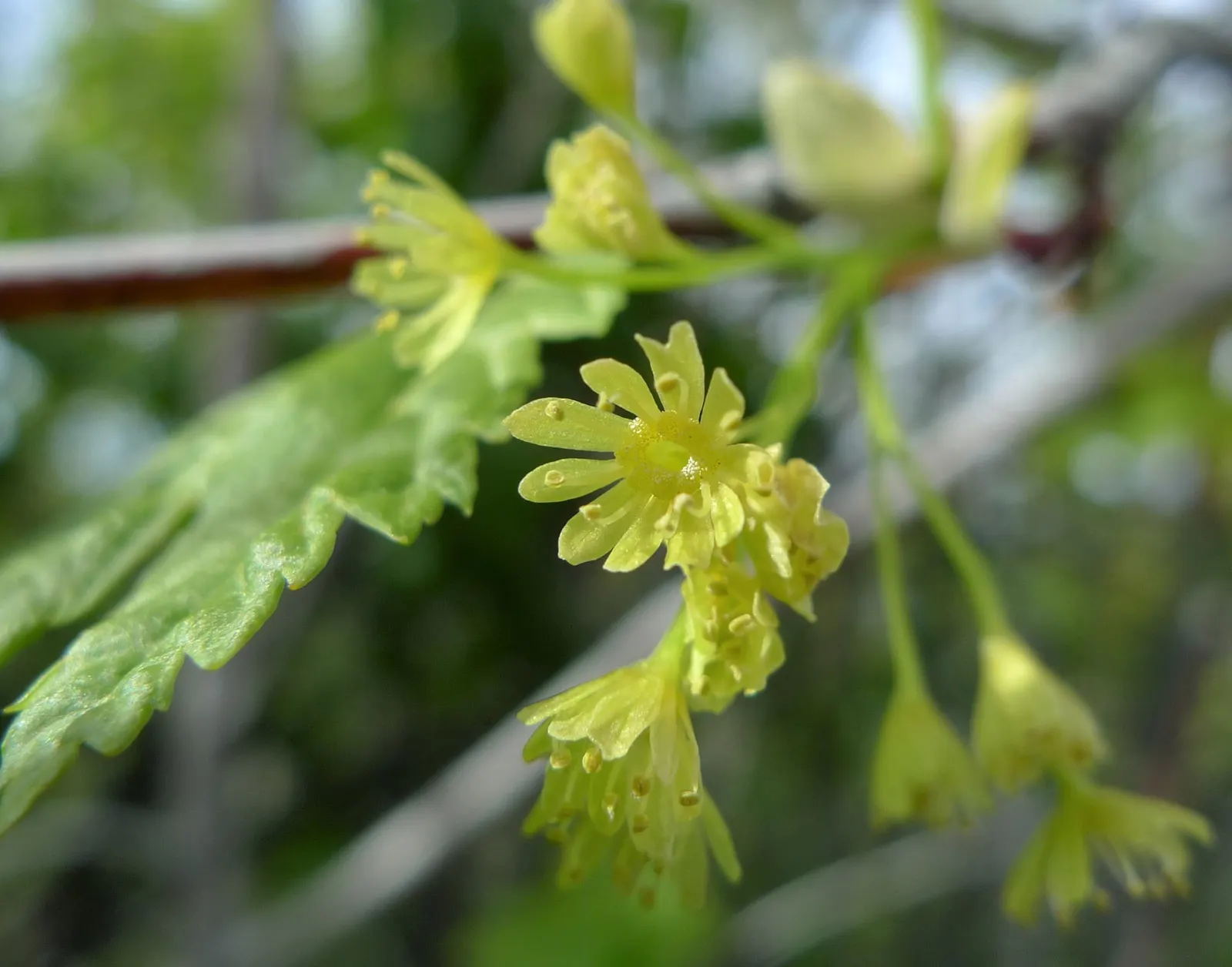 Rocky Mountain Maple (Acer Glabra) — Watering recommendations include a moderate amount