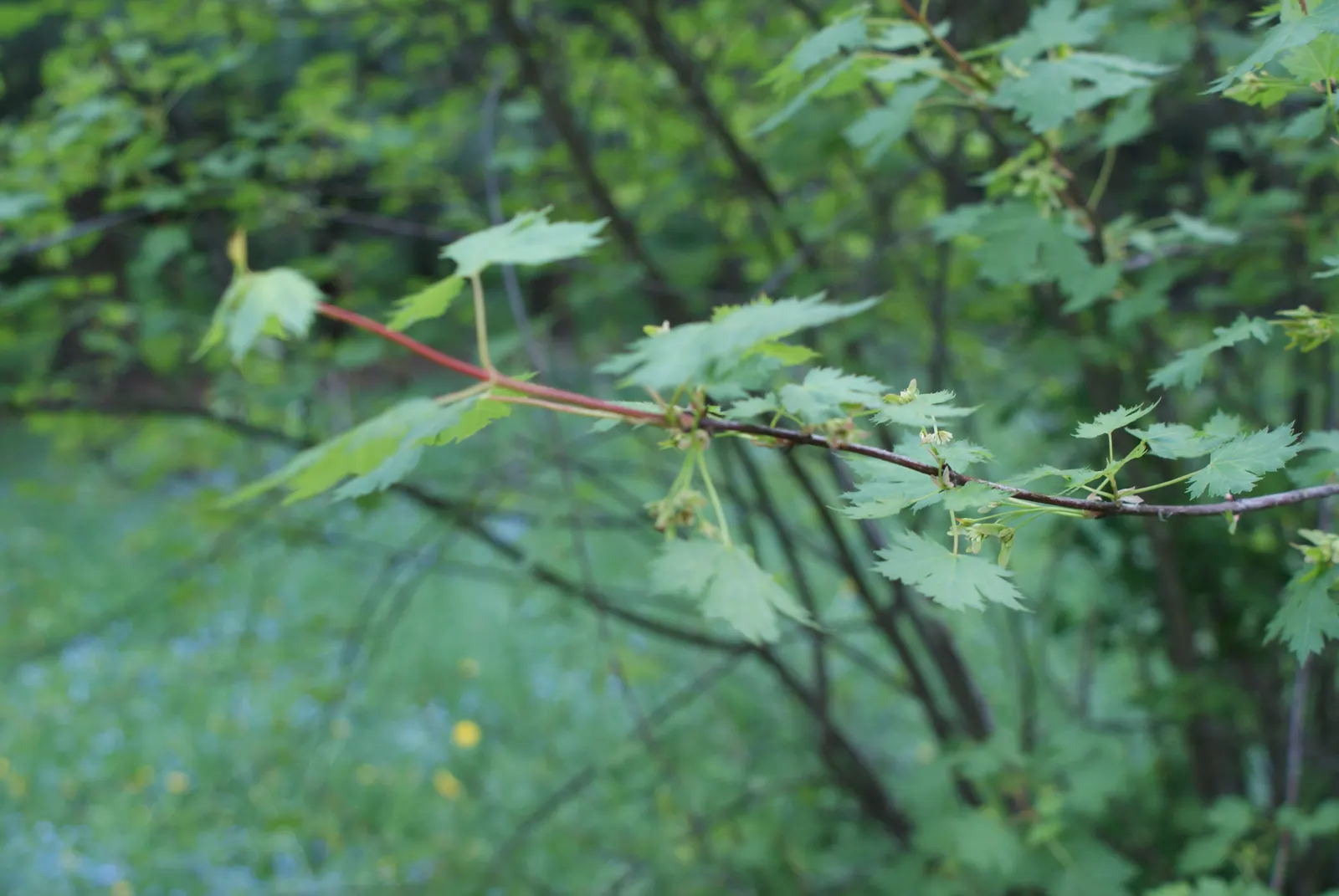 Rocky Mountain Maple (Acer Glabra) — Its dark green leaves are trilobed; measuring 2 to 5 inches across, image 66