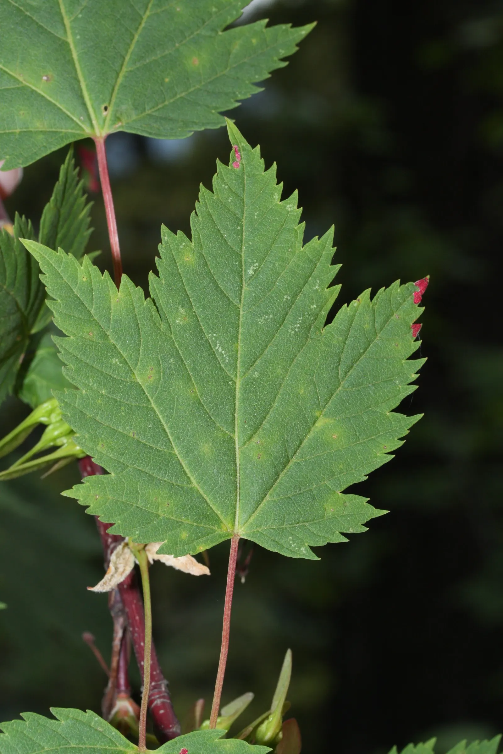 Rocky Mountain Maple (Acer Glabra) — This small to medium-sized maple typically reaches heights of 10 to 25 feet; enhancing the ecological value of, image 64