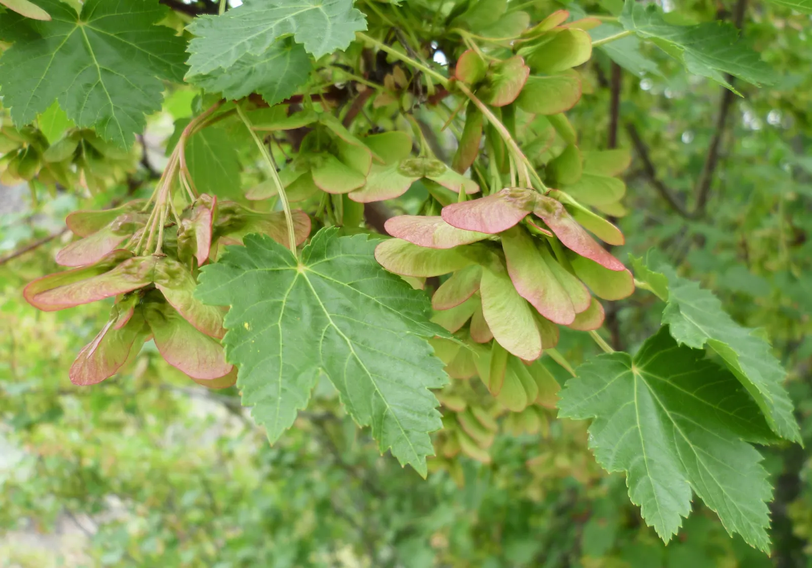 Rocky Mountain Maple (Acer Glabra) — offering a spectacular seasonal display.<br><br>Notably hardy in USDA zones 4 through 7; preferring zones 5-8, it thrives