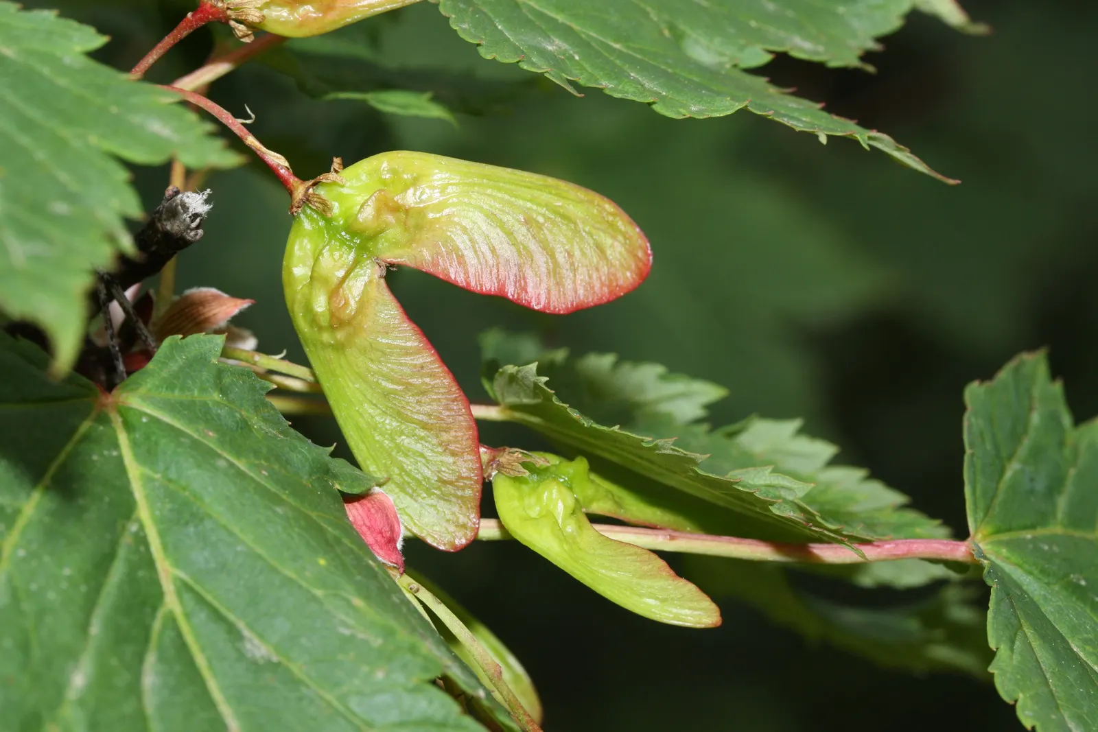 Rocky Mountain Maple (Acer Glabra) — Its modest root system is less aggressive than many maples