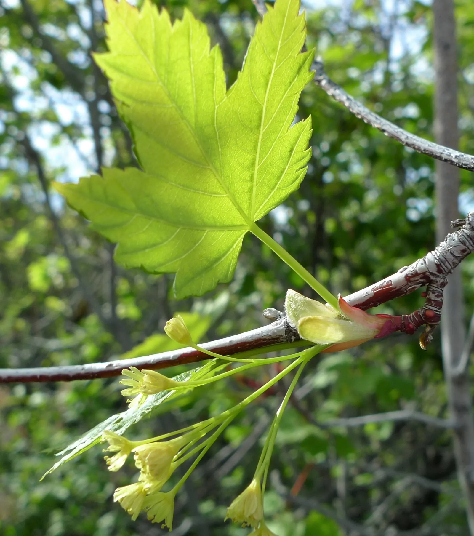 Rocky Mountain Maple (Acer Glabra) — scientifically known as Acer glabrum